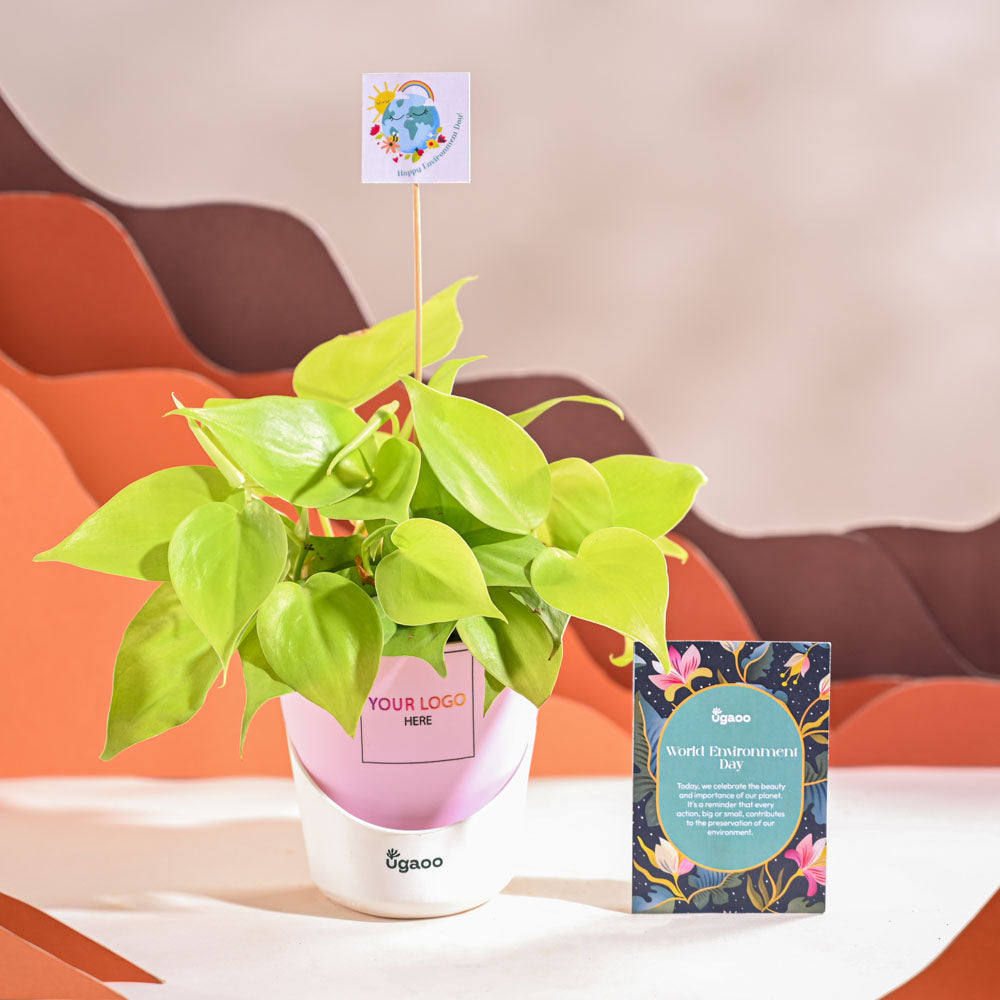 Ugaoo Philodendron Oxycardium Golden Plant For Environment Day Gifting - view 26