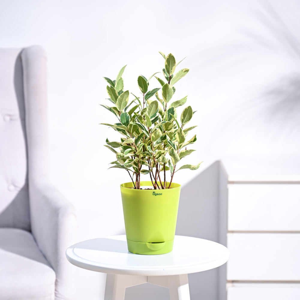 Ugaoo Ficus Prestige Plant - view 7