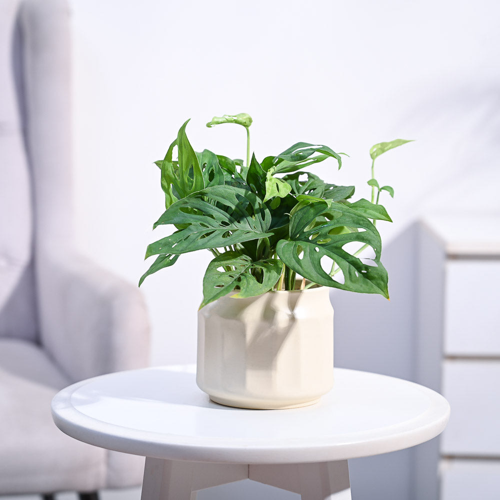 Ugaoo Broken Heart Plant - view 171