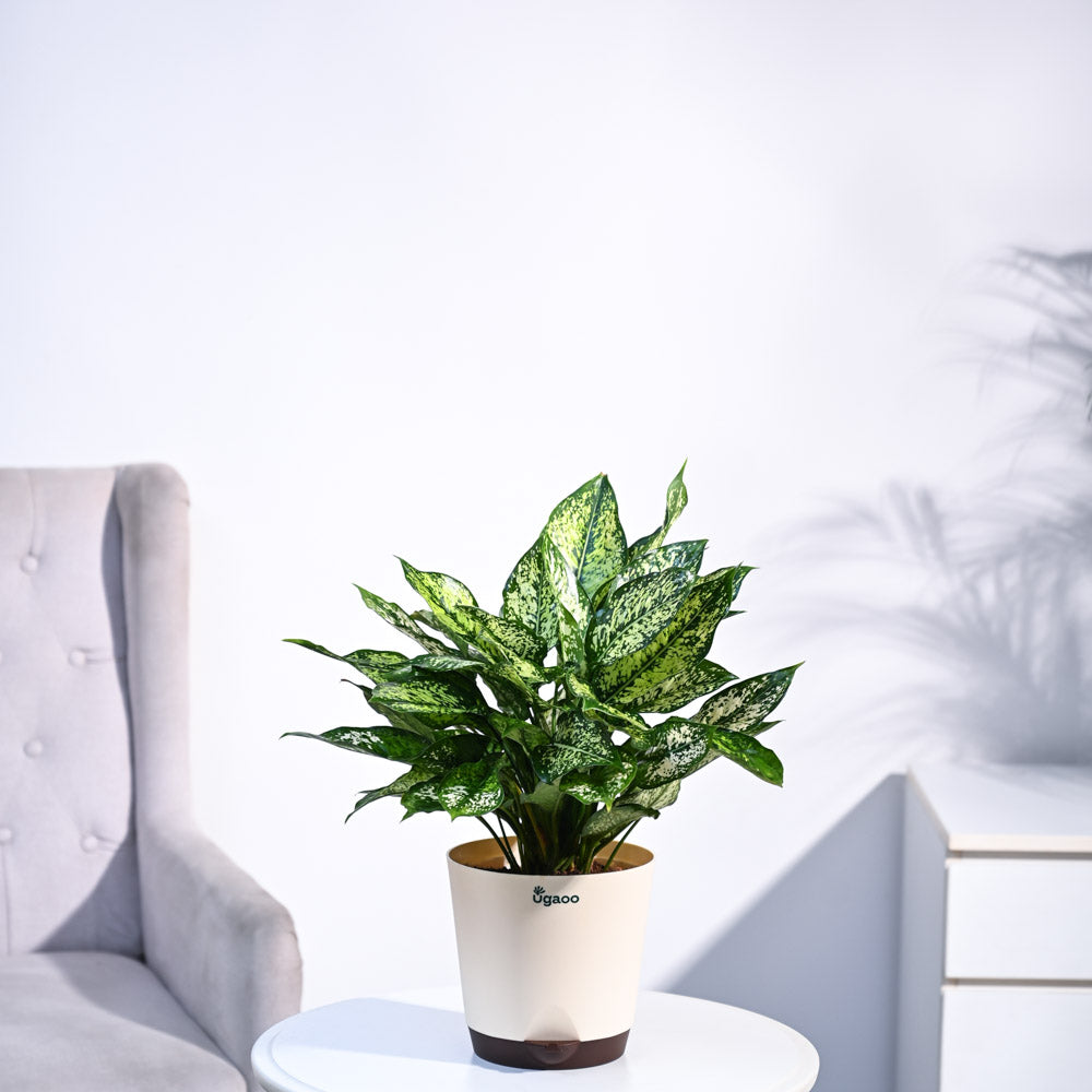 Ugaoo Aglaonema Snow White Plant - view 5