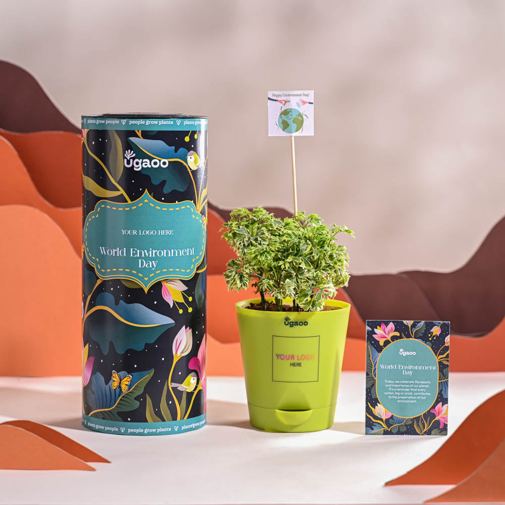 Ugaoo Aralia Variegated Mini Plant For Environment Day Gifting