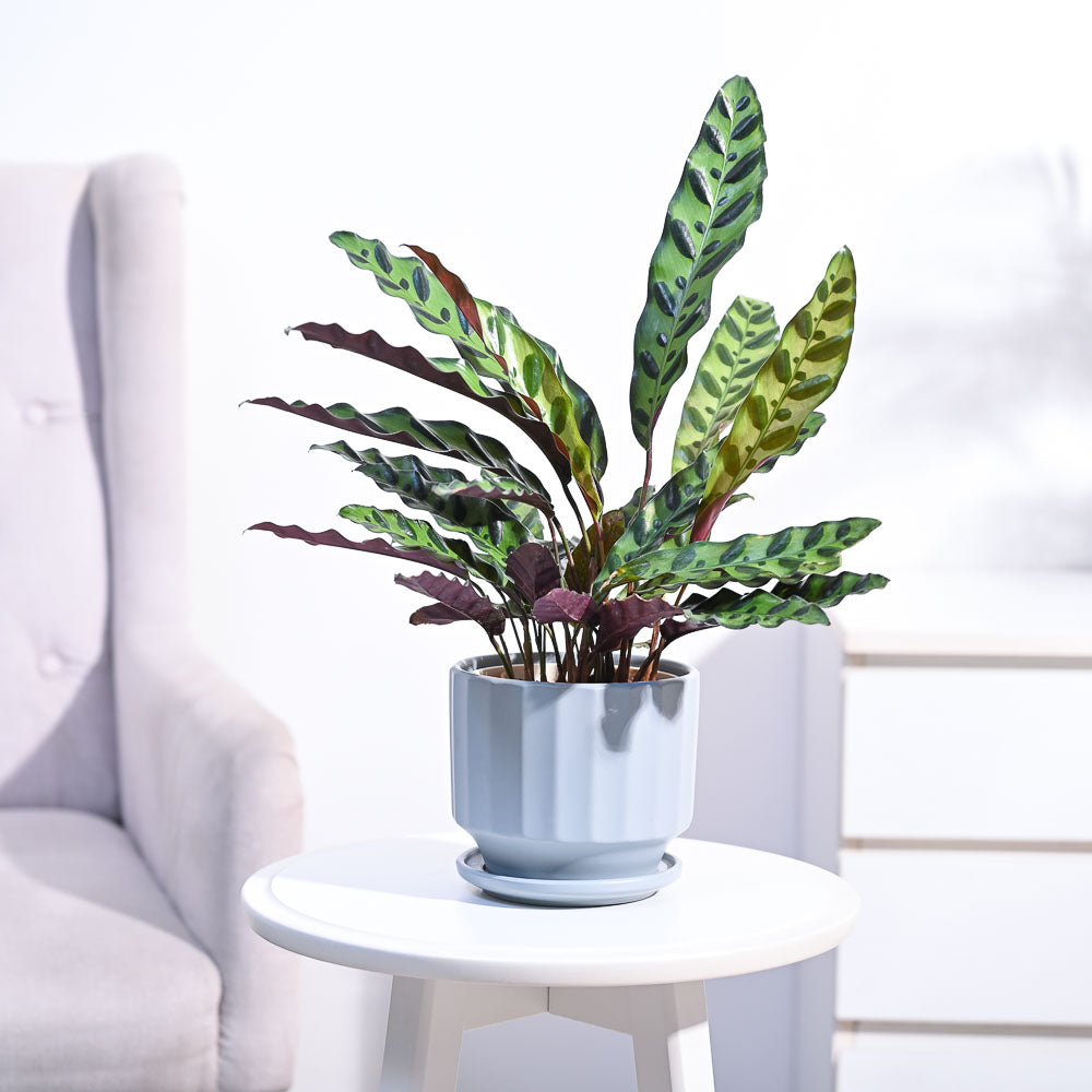Ugaoo Calathea Rattlesnake Plant - view 71