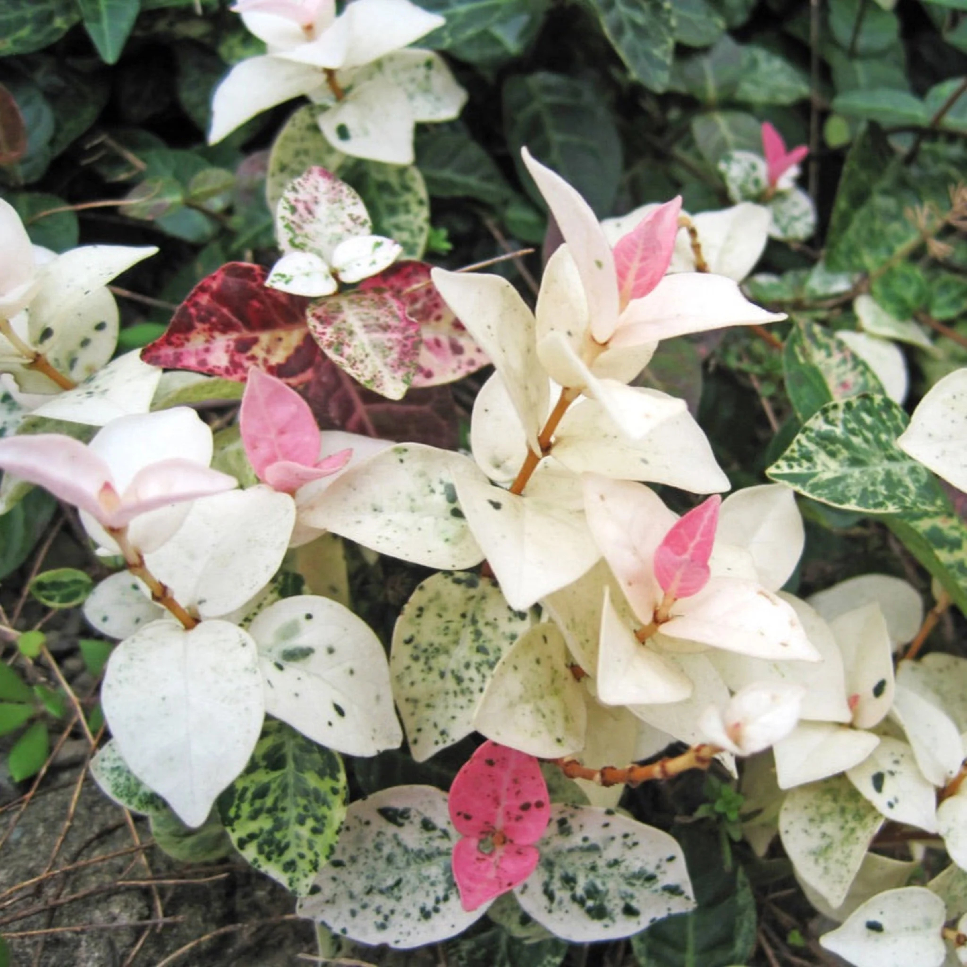 MR Asiatic Jasmine Variegated Ornamental Live Plant