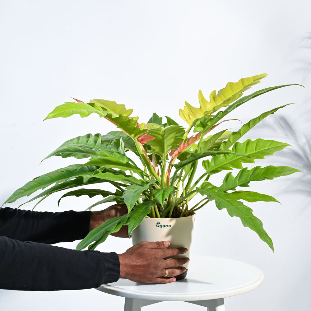 Ugaoo Philodendron Pluto Golden Plant - view 5