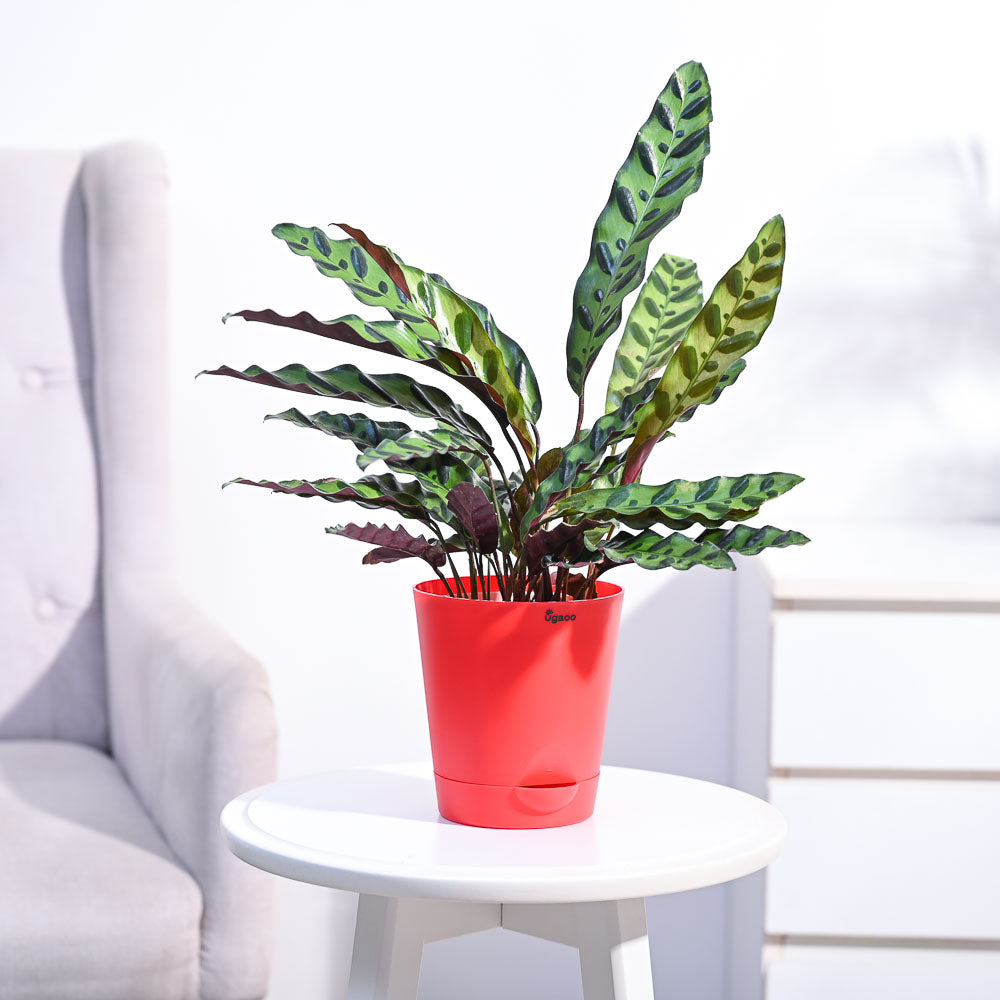 Ugaoo Calathea Rattlesnake Plant - view 17