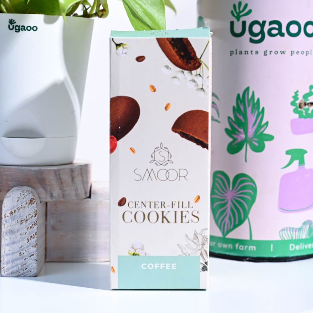 Ugaoo Philodendron Golden Thank you Gift Hamper - view 3