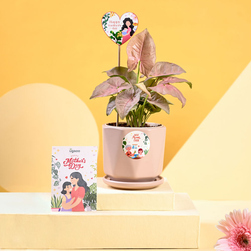 Ugaoo Syngonium Pink For Mother's Day Gifting