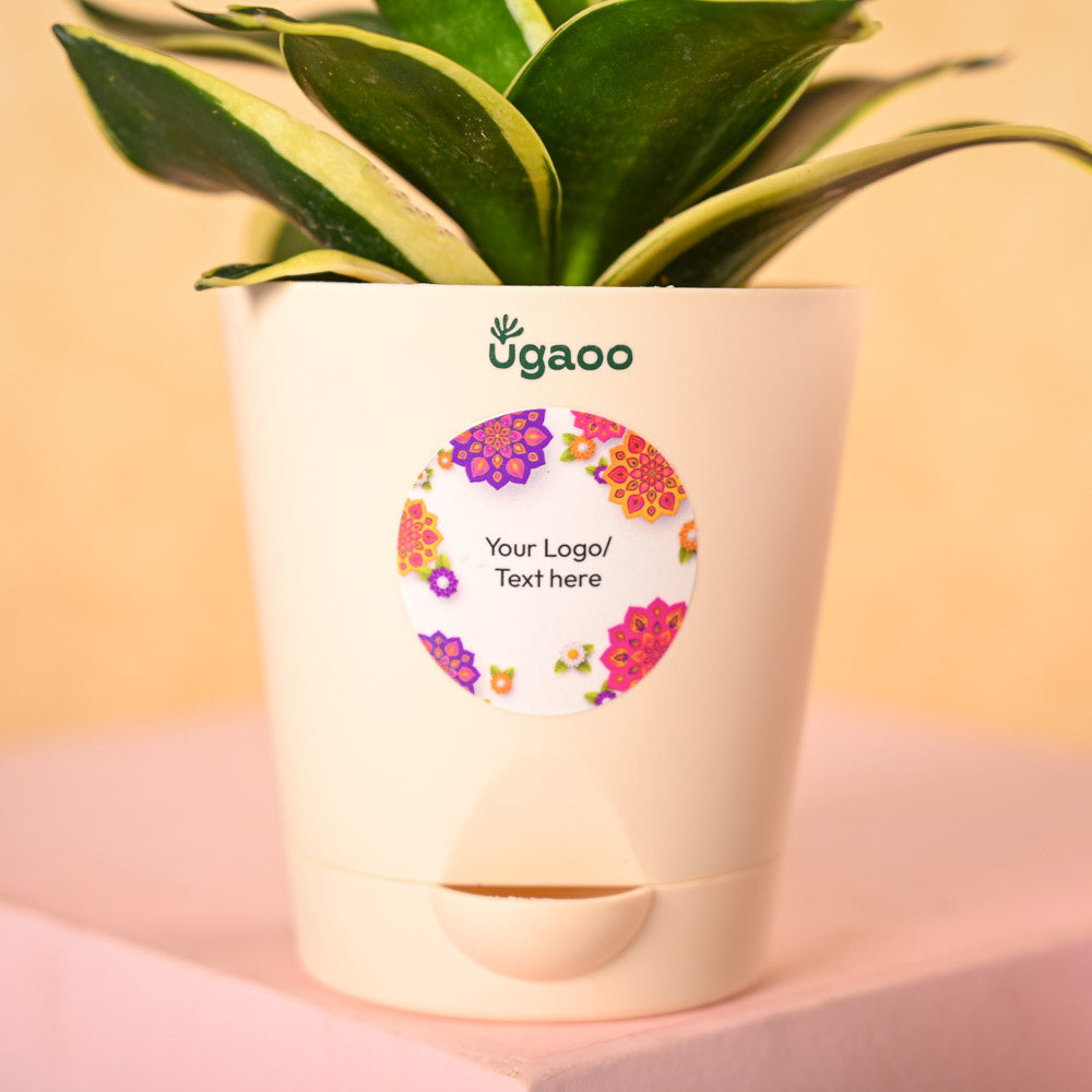Ugaoo Snake Plant & Bombay Sweet Shop Diwali Gift Hamper - view 3
