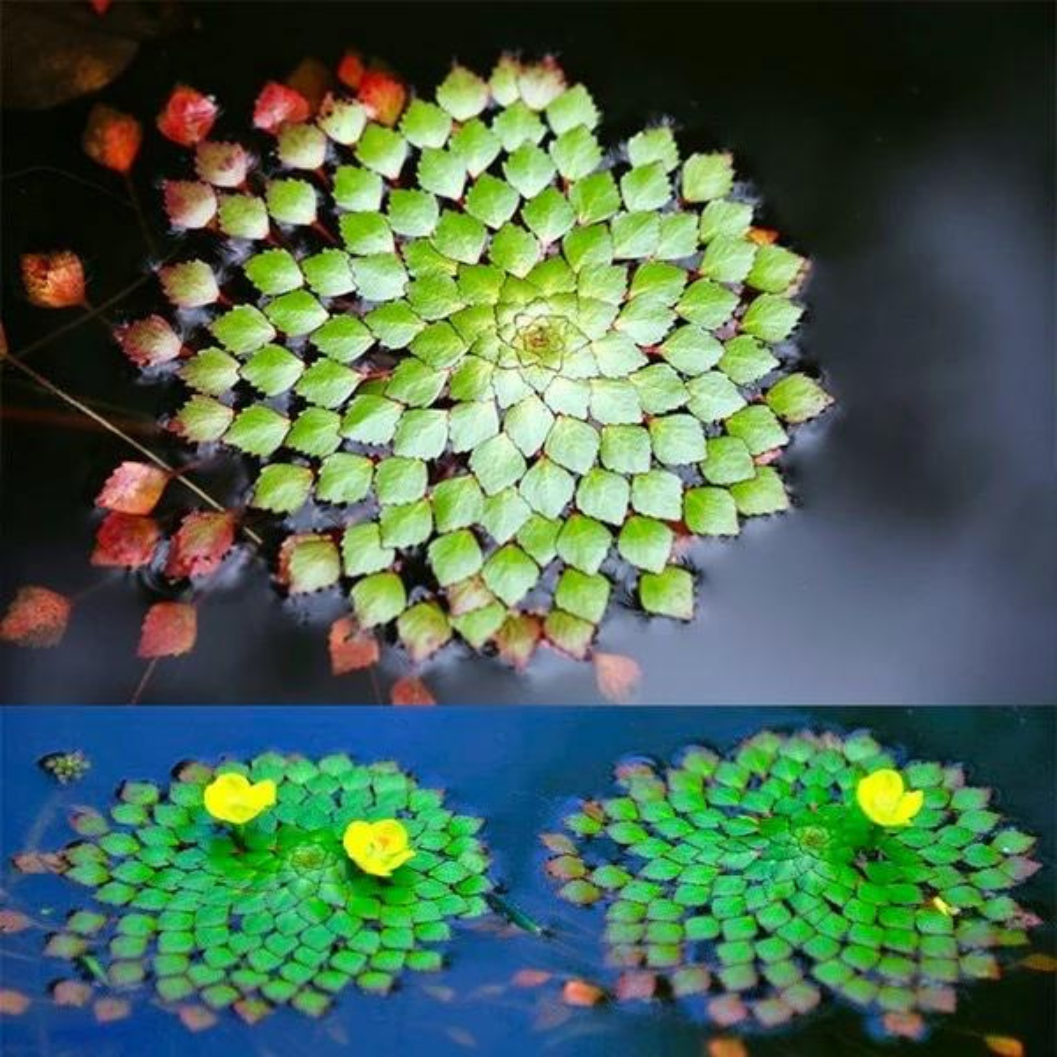 Sedioides live plant – DZ Water Mosaic (Ludwigia sedioides) Live Plant - Pack of 3