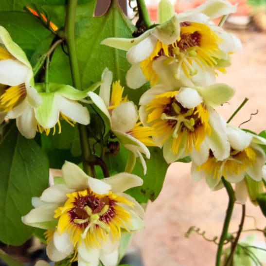 MR Passiflora holosericea (Krishna Kamal) Yellow Flowering Live Plant