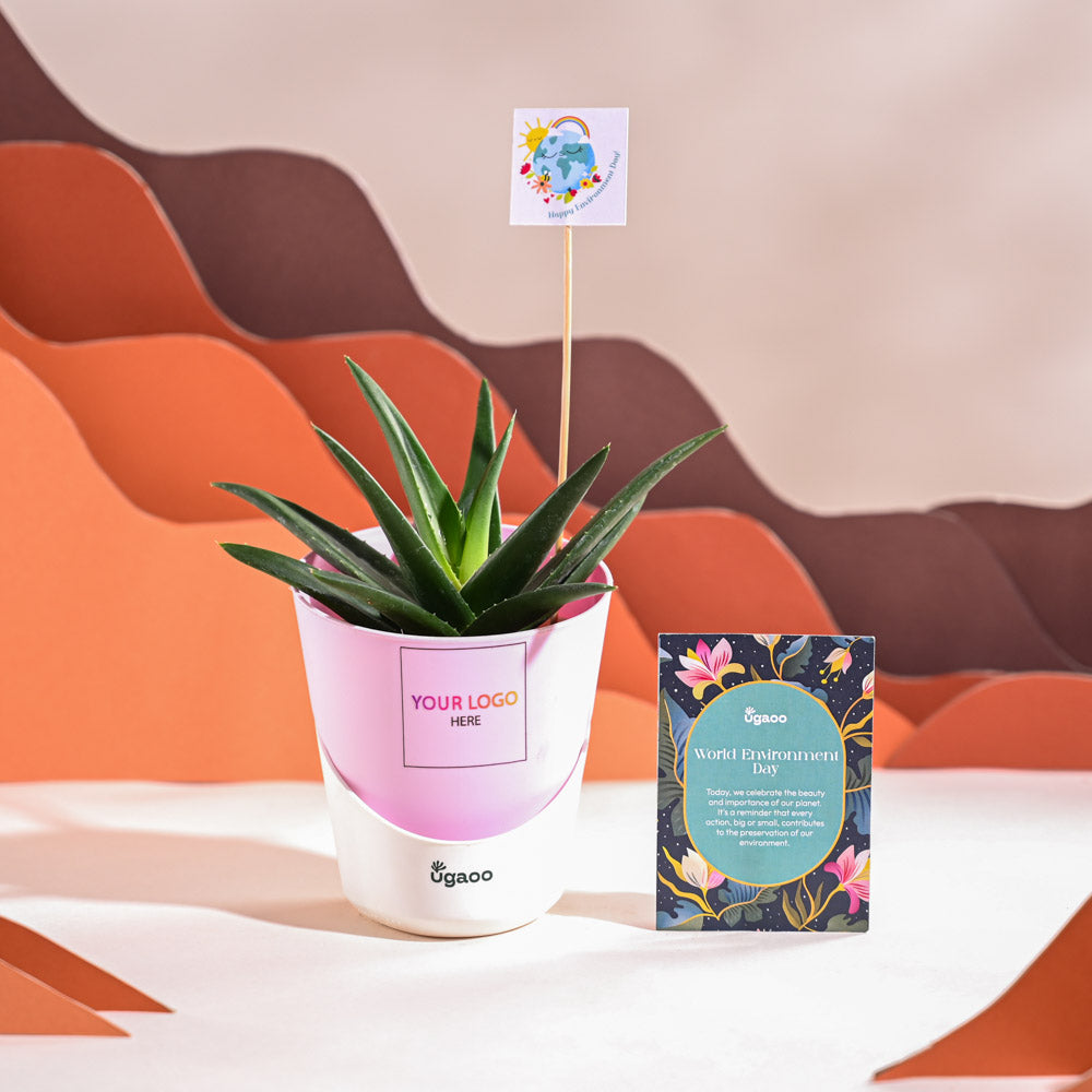 Ugaoo Aloe Vera Green Mini Plant For Environment Day Gifting - view 25