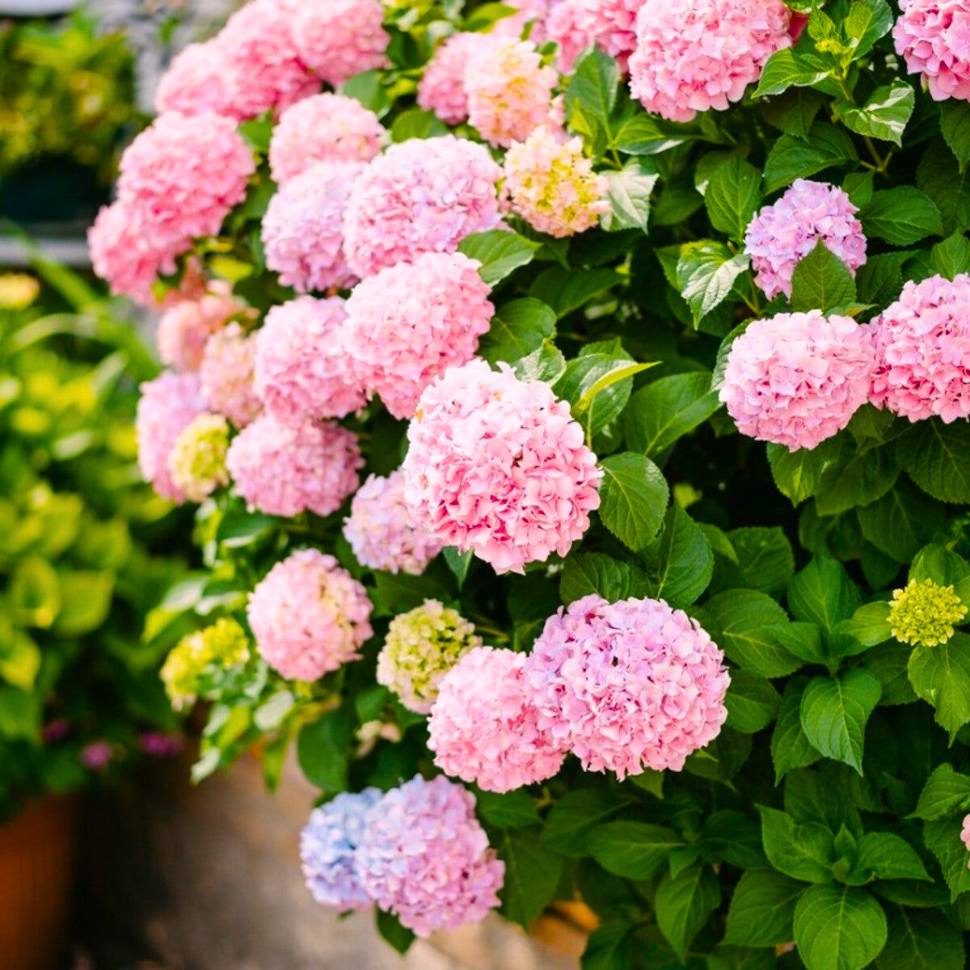 MR Hydrangea Pink (Hydrangea macrophylla) Flowering Live Plant - view 5
