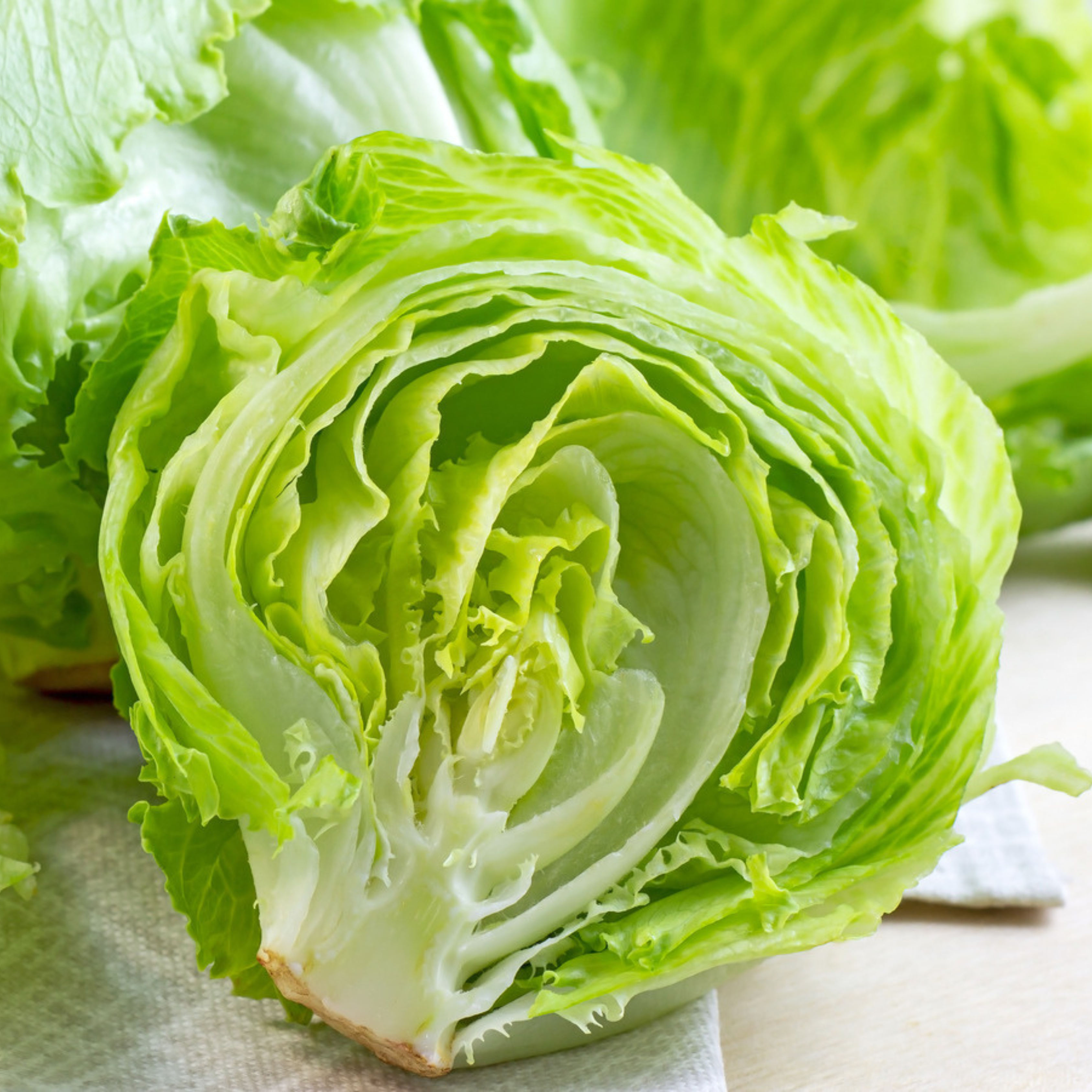 Seed2Plant Organic Iceberg Lettuce Seeds - Open Pollinated - view 2