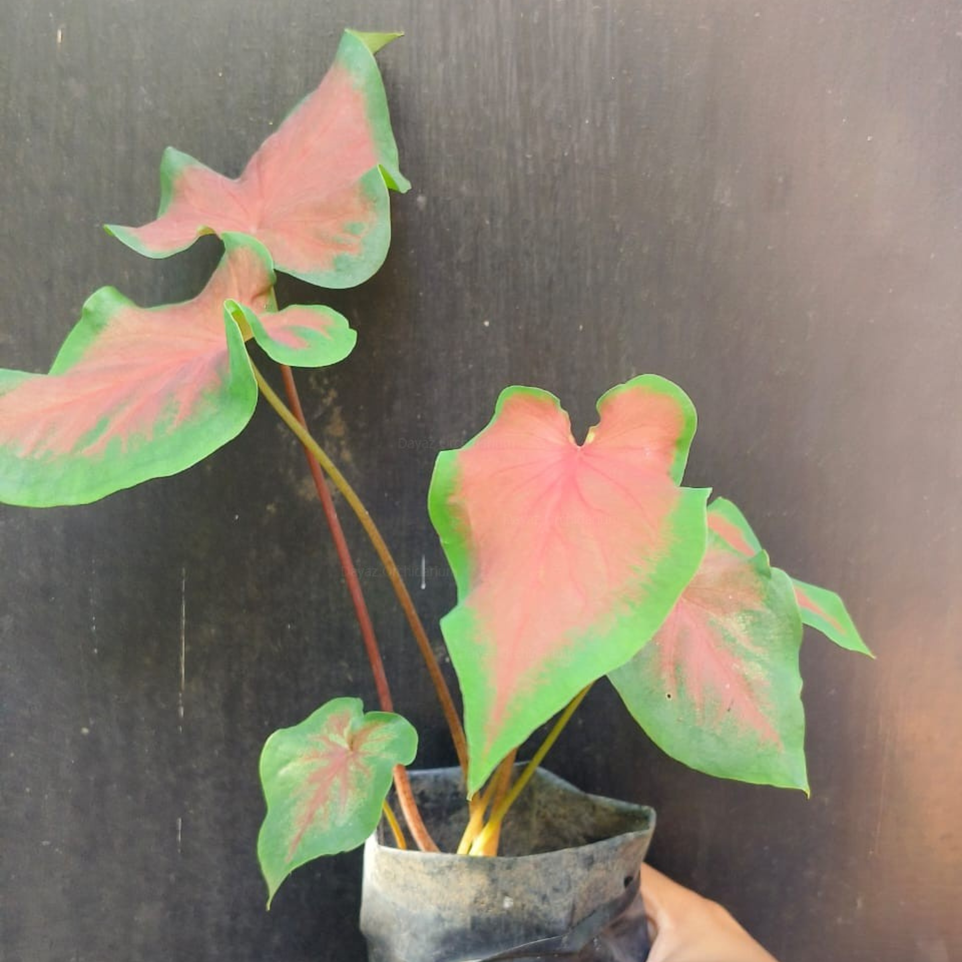 DZ Caladium (Red Ruffle) Indoor/Outdoor Live Plant