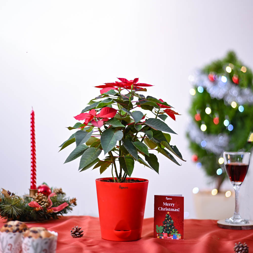 Ugaoo Poinsettia Red Plant Christmas Gift - view 2