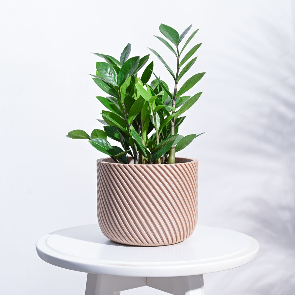 Ugaoo Oblique Elegance Wooden Pot