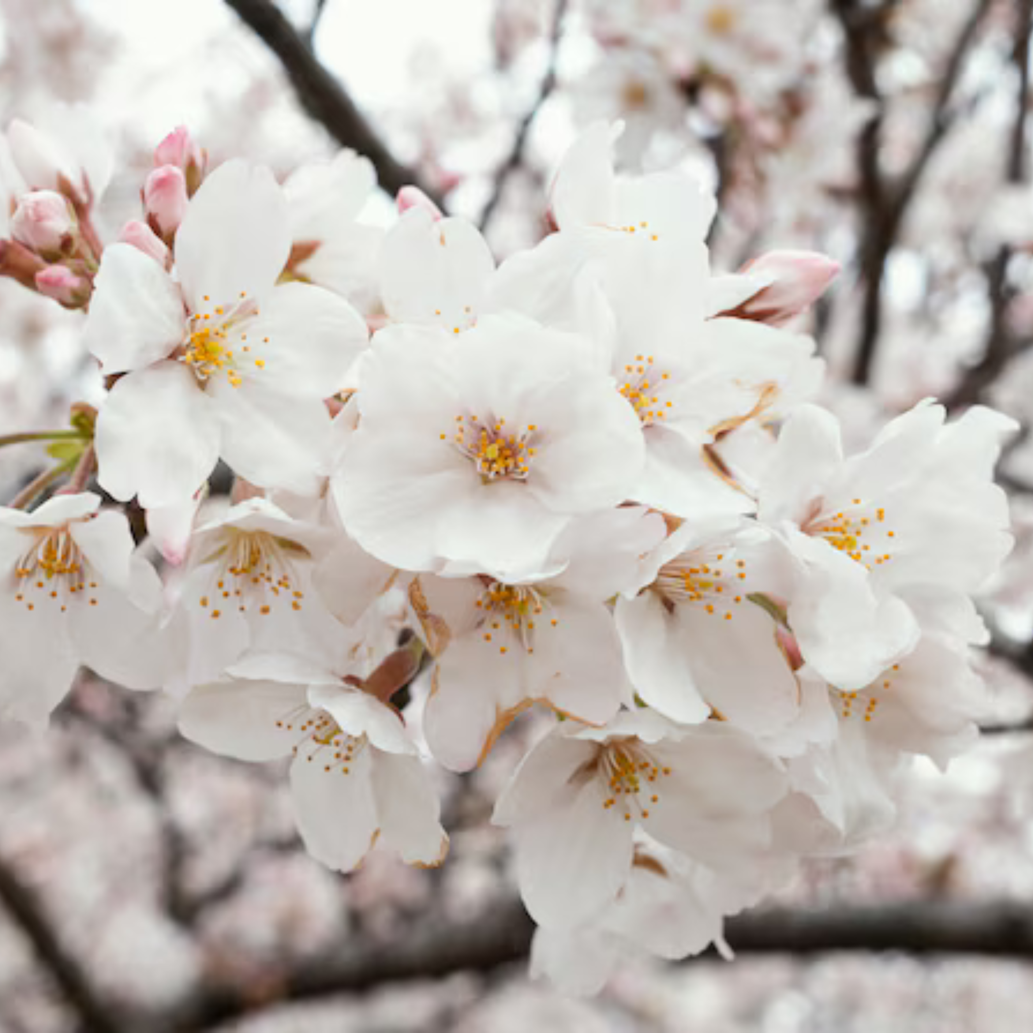 MR White Cherry Blossom (Prunus 'Taihaku') Rare Live Plant - view 2
