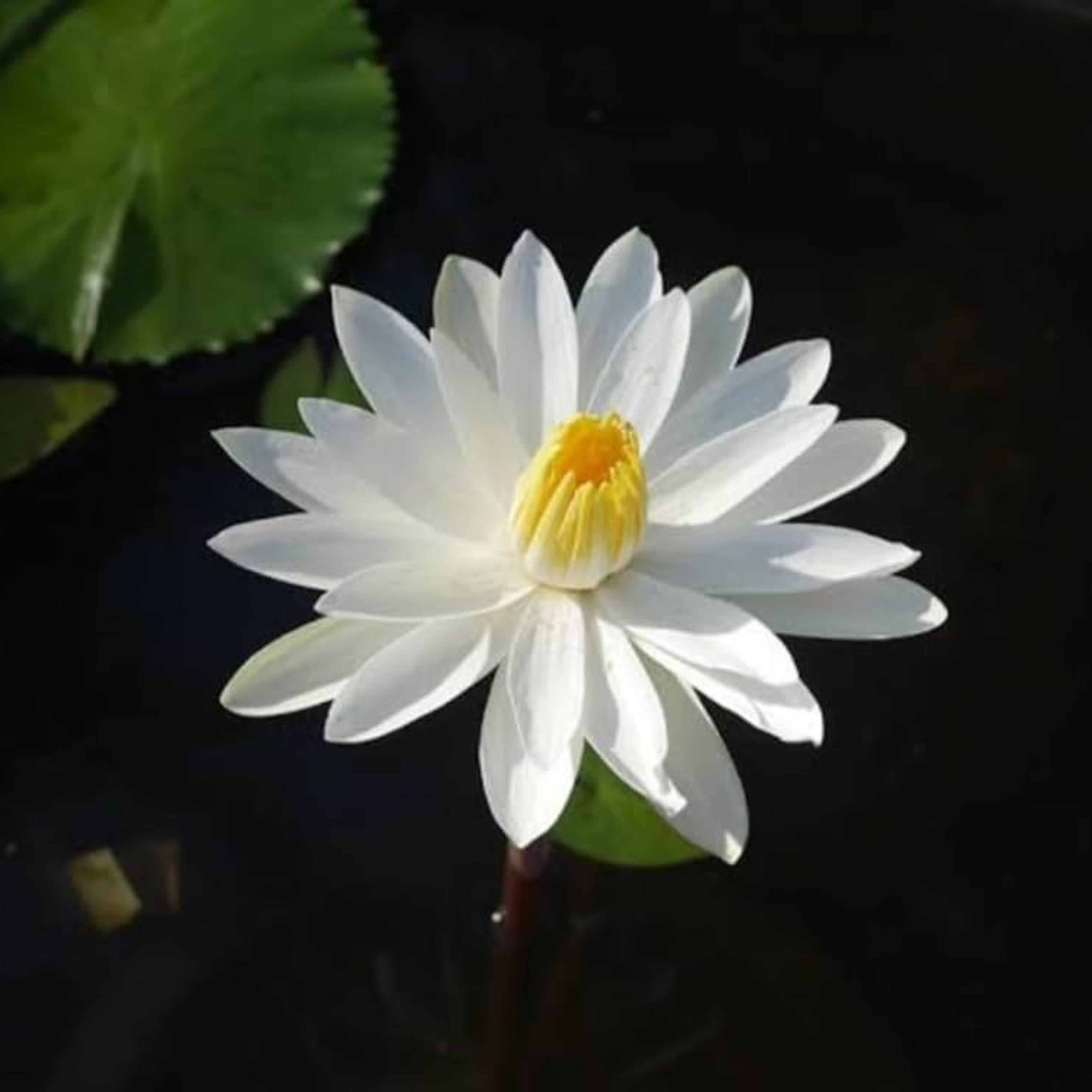 DZ Nymphaea White Night Bloomer