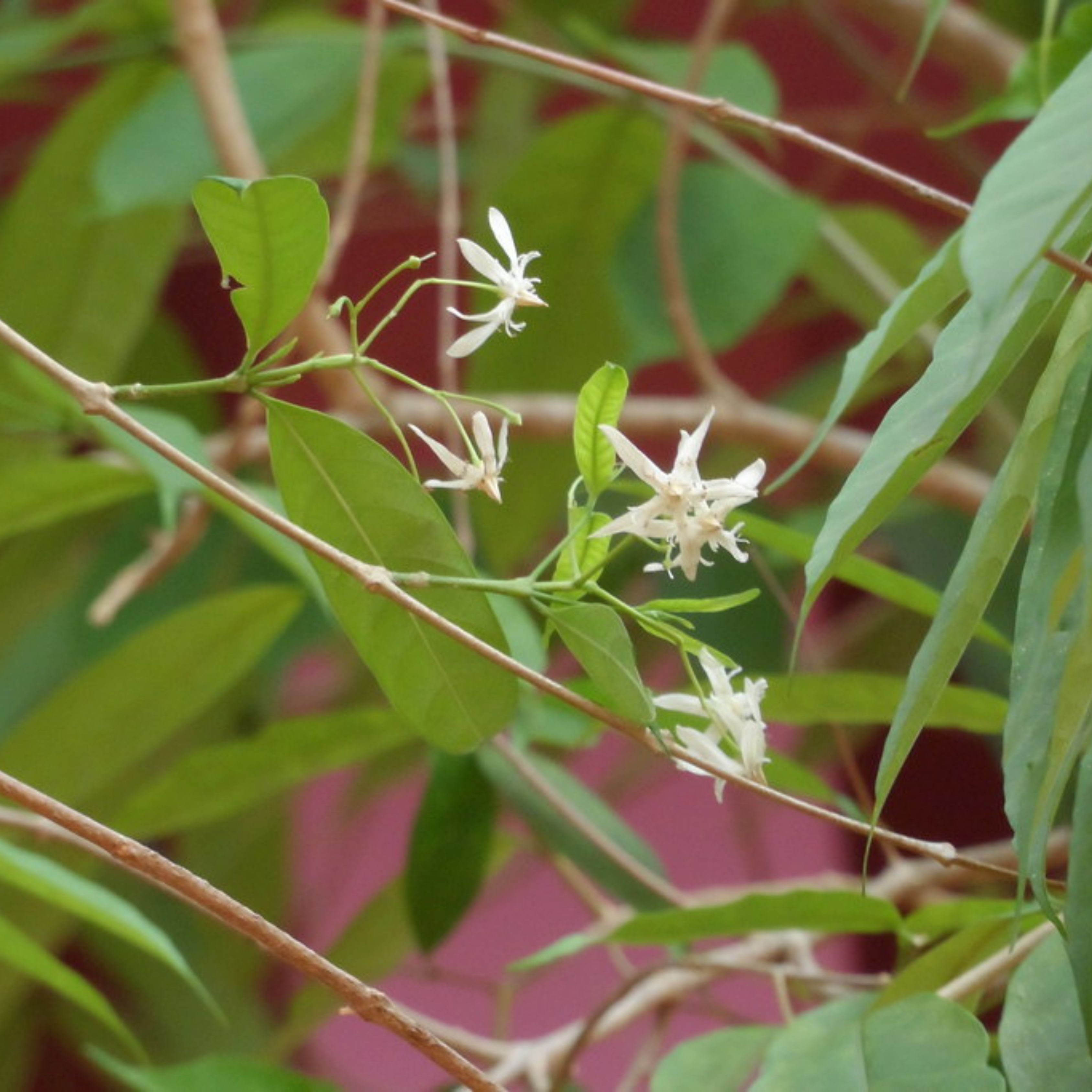 DZ Danthapala (Wrightia tinctoria) Medicinal / Flowering Live Plant