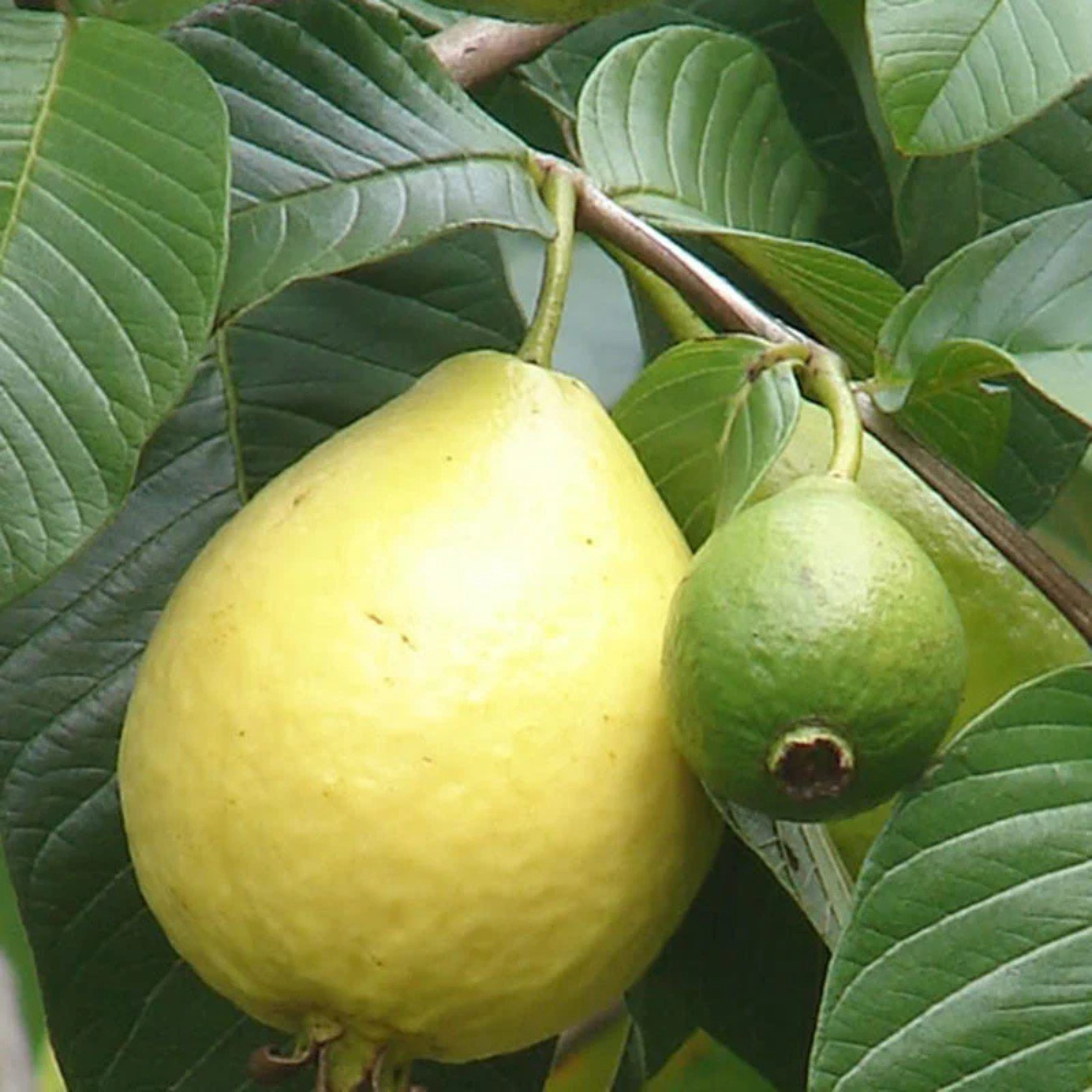 MR Red Flesh Guava (Psidium guajava) Fruit Live Plant