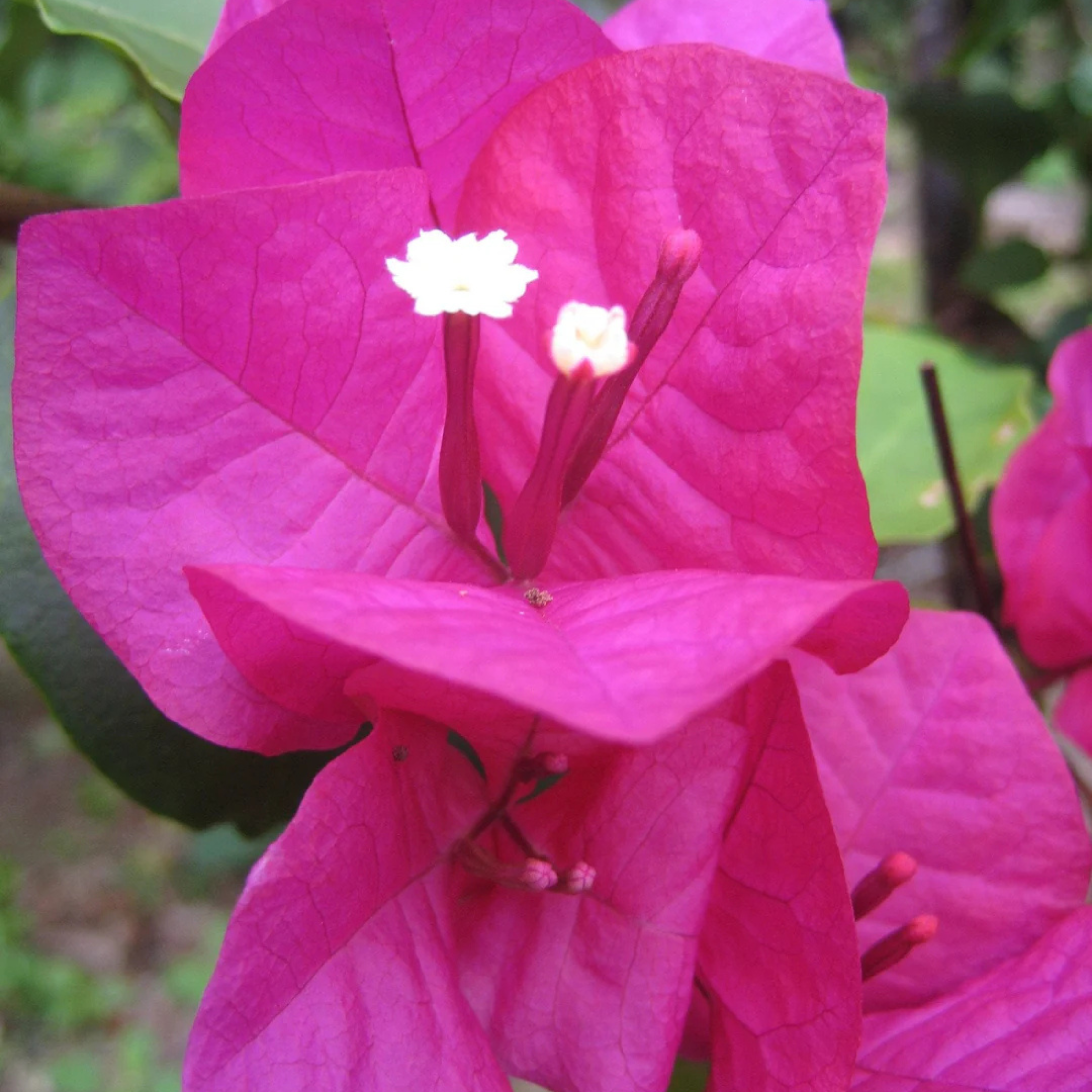 MR Bougainvillea Pink Creeper (Paper Flower) Flowering Live Plant