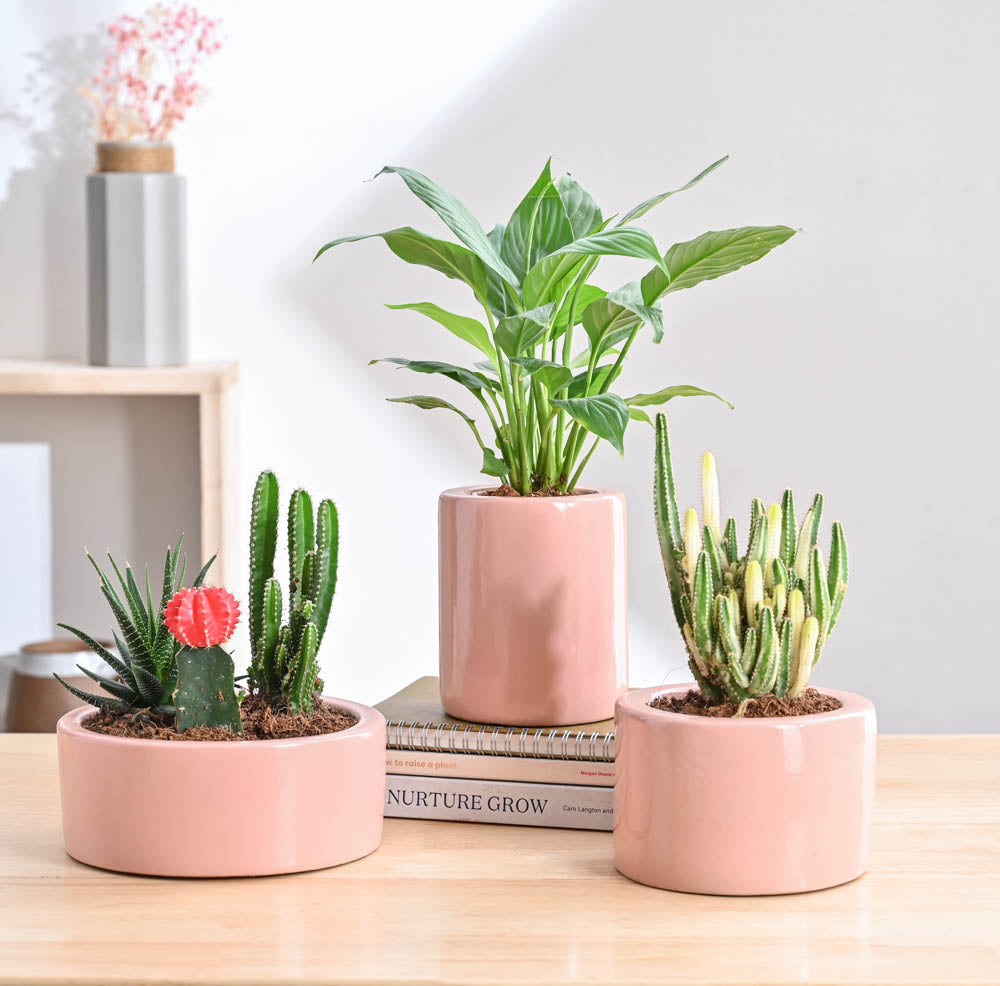 Ugaoo Lilac Stories Bundle - Light Pink