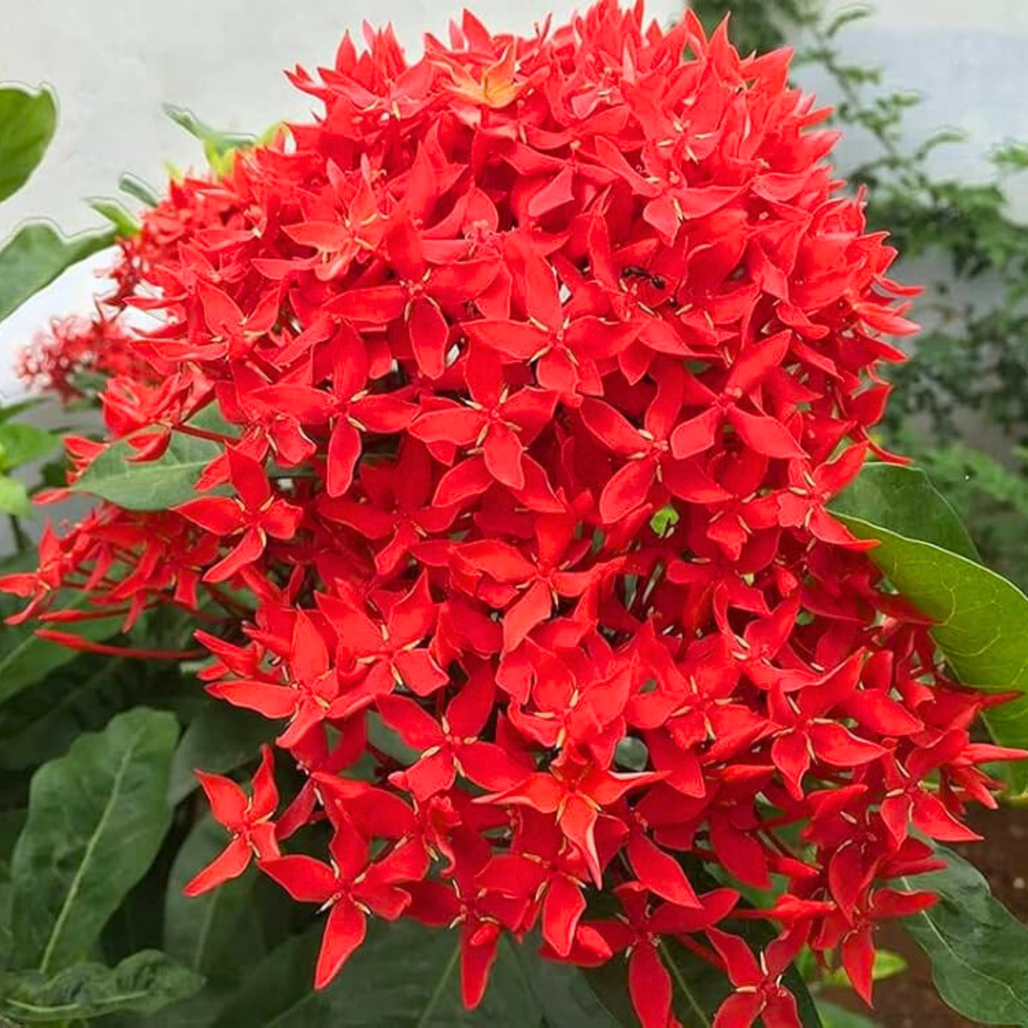 MR Red Thetti Big Flowers (Ixora coccinea) All Time Flowering Live Plant - view 4