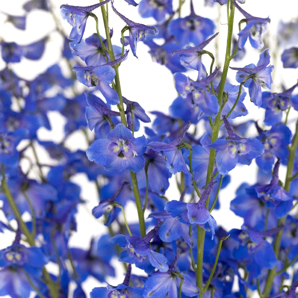 FiftyFlowers Royal Dark Blue Delphinium Flower - view 3