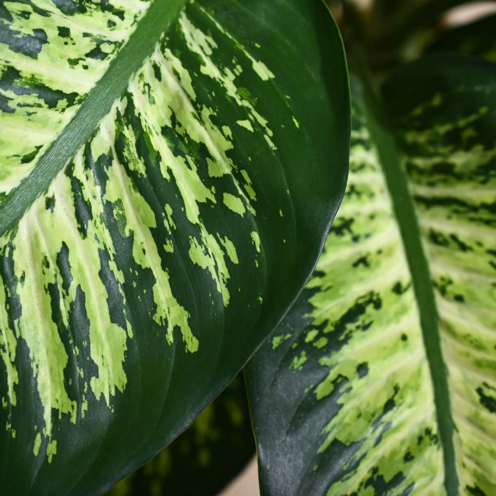 Ugaoo Dieffenbachia Tropic Snow Plant - XL - view 4