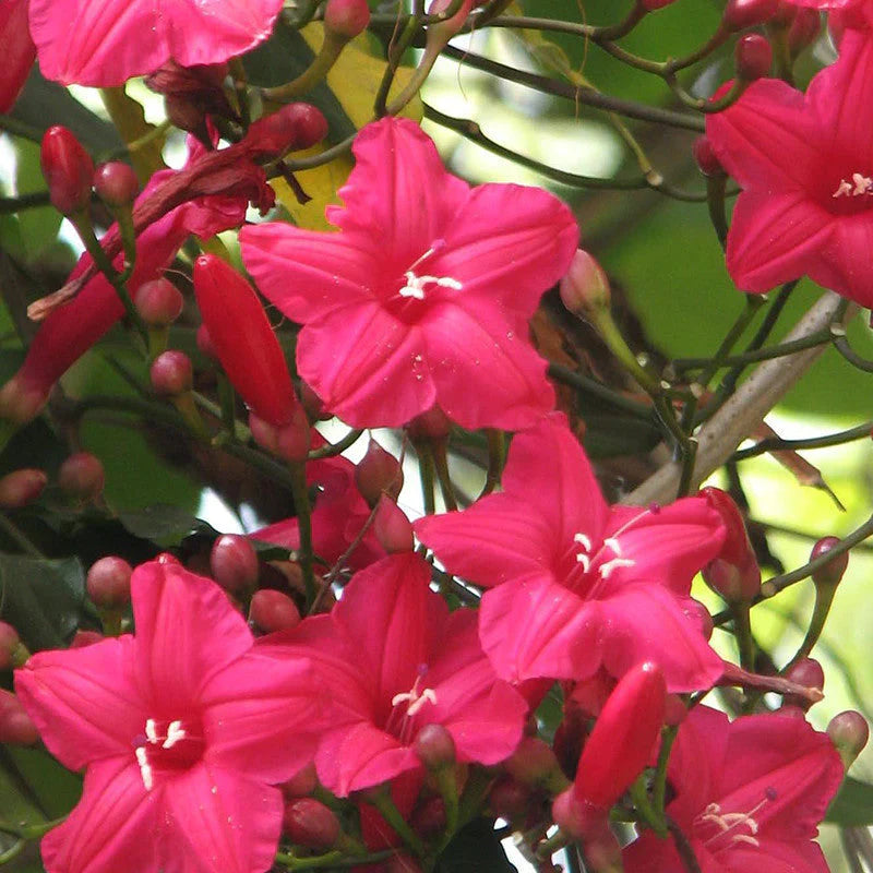 MR Cardinal Creeper (Ipomoea Horsfalliae) Grafted Live Plant