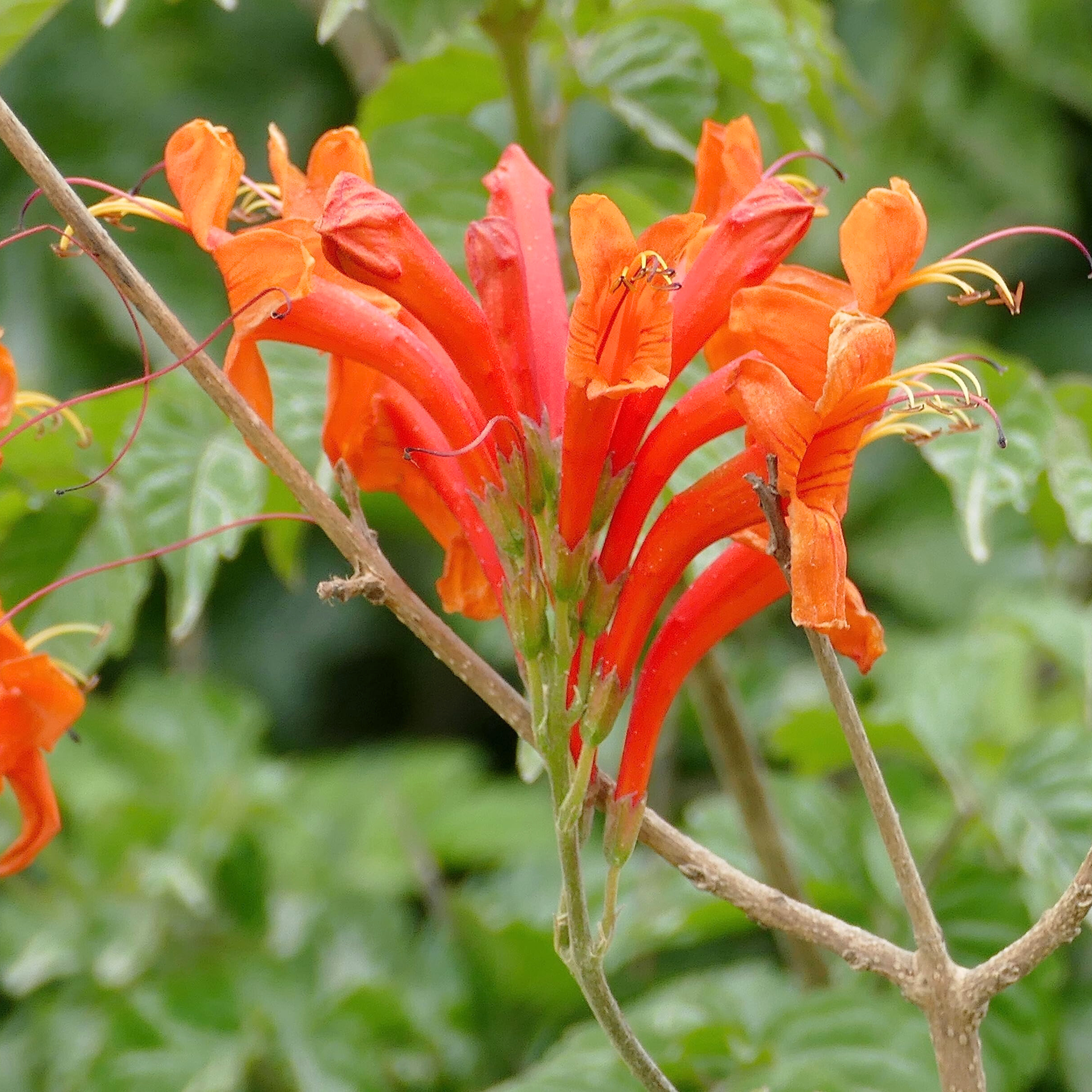 DZ Cape Honeysuckle Orange (Tecoma capensis) Flowering Live Plant - view 3