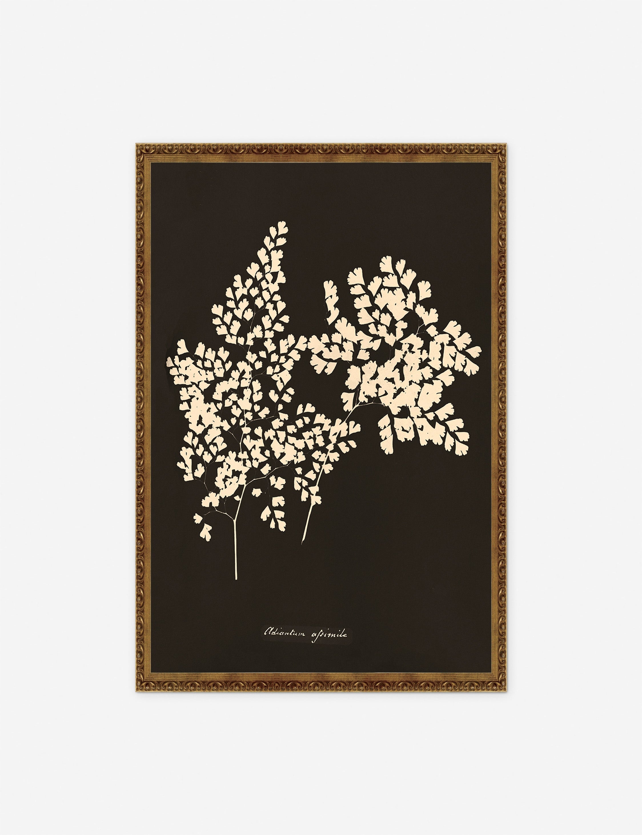 Lulu and Georgia Adiantum Cuneatum Print by Anna Atkins