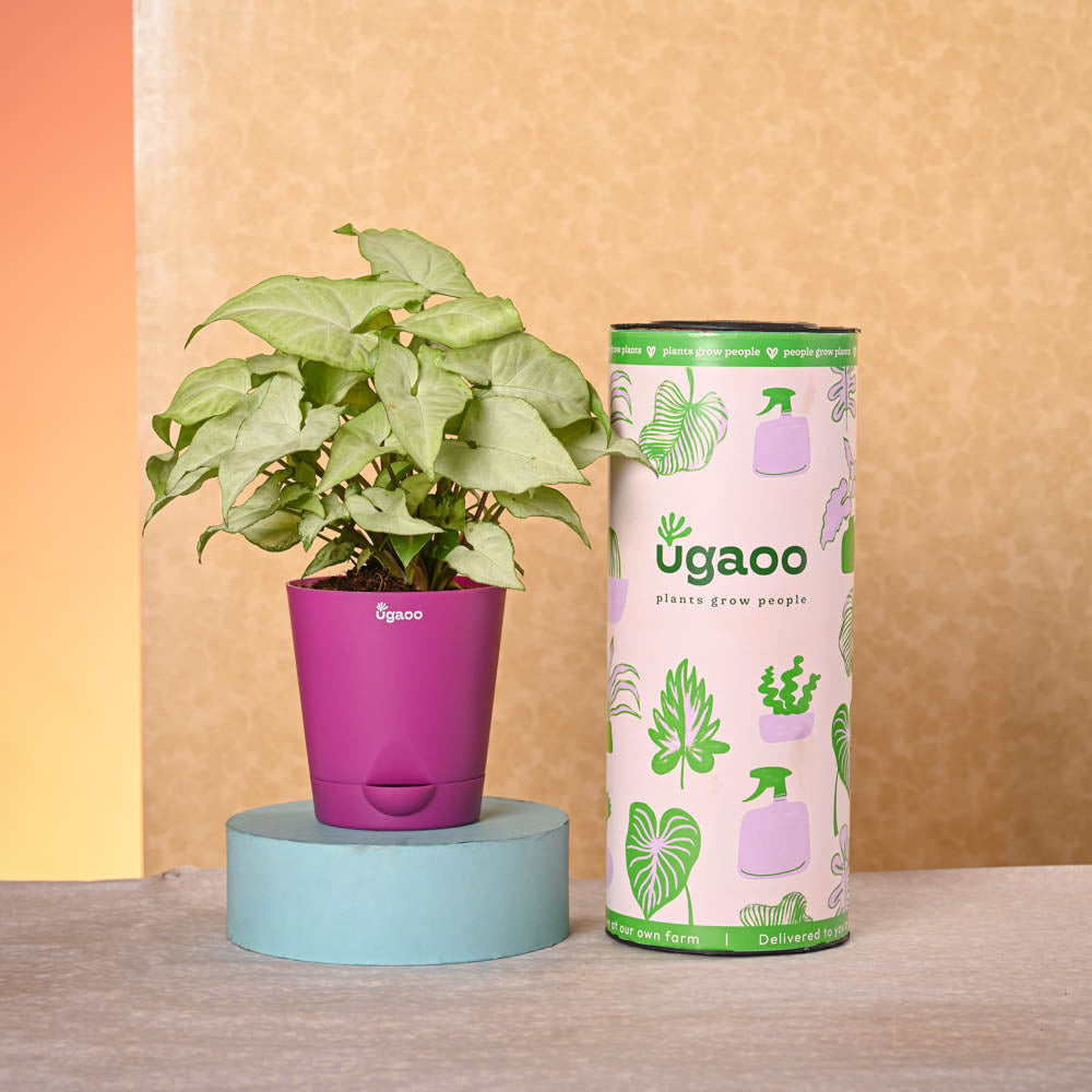 Ugaoo Navratri Celebration Plant Bundle - view 3