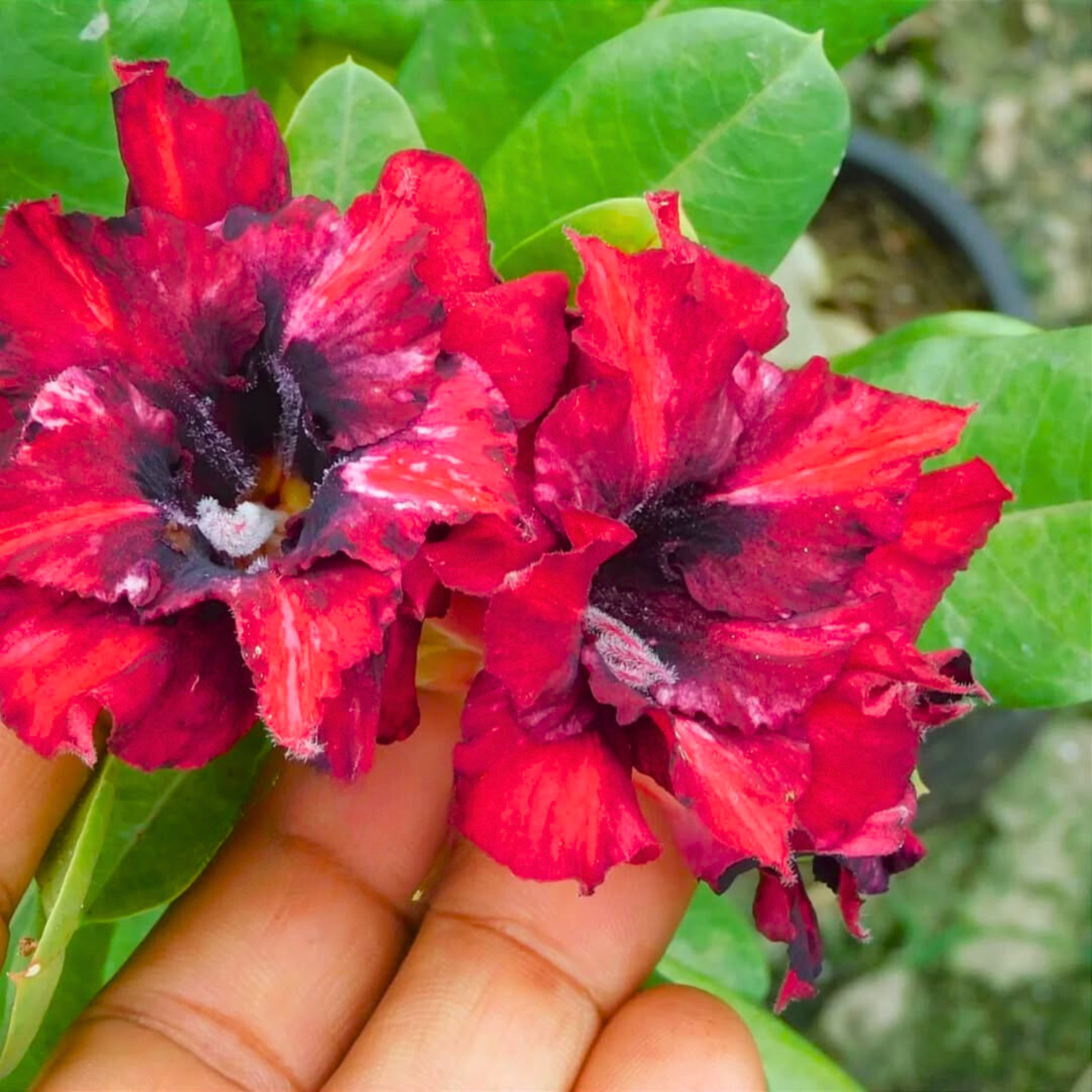 DZ Adenium Rosy 437 Flowering Live Plant