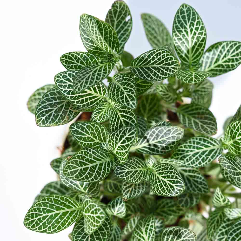 Ugaoo Fittonia Green Plant (Nerve Plant) With GroPot - view 2