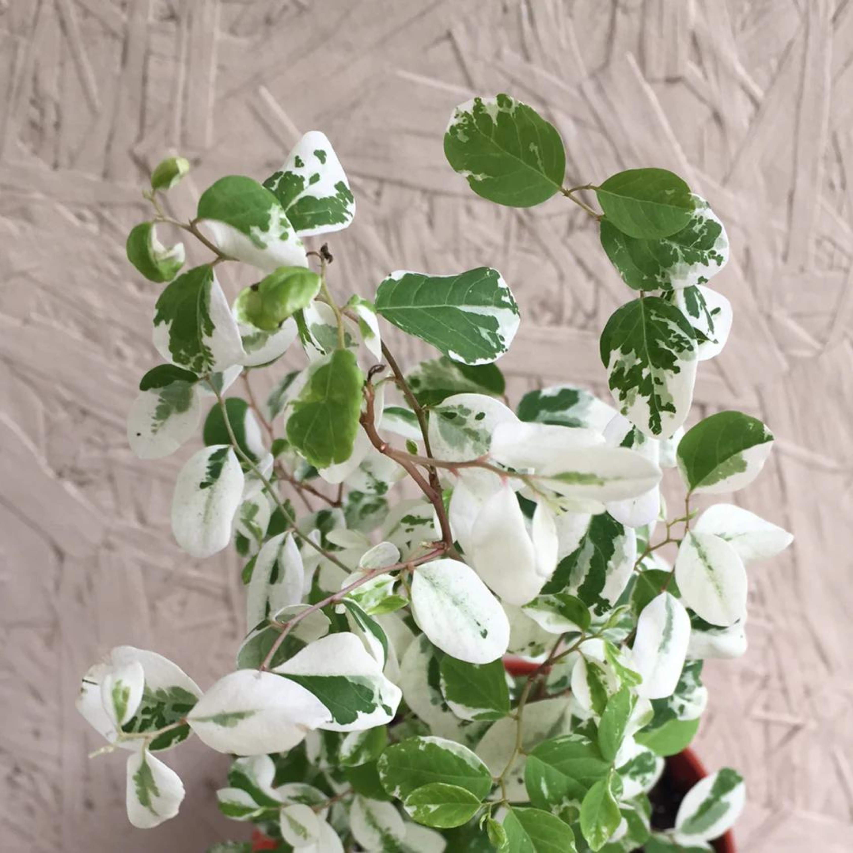 DZ Breynia Disticha (Snow Bush) Indoor/Outdoor Live Plant