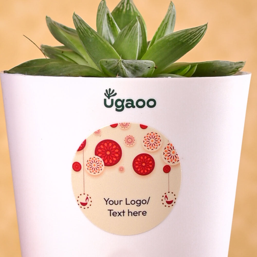 Ugaoo Haworthia Cooperi Fleshy Diwali Gift - view 3