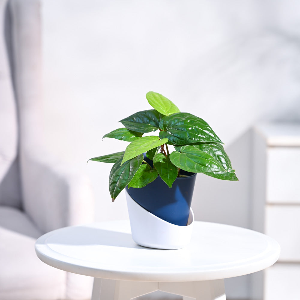 Ugaoo Betel Leaf Plant (Magai Paan)