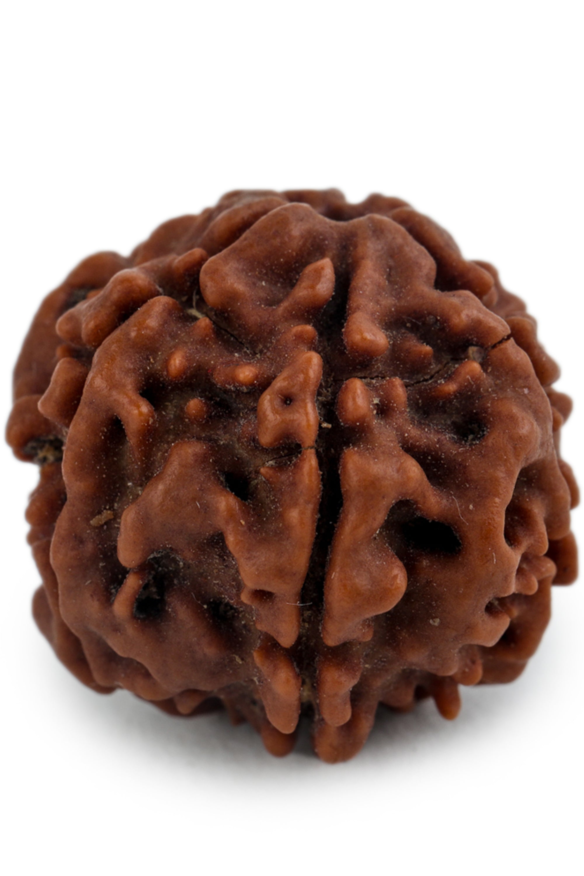 Studio Vaidik 6 mukhi Natural Rudraksha - view 5