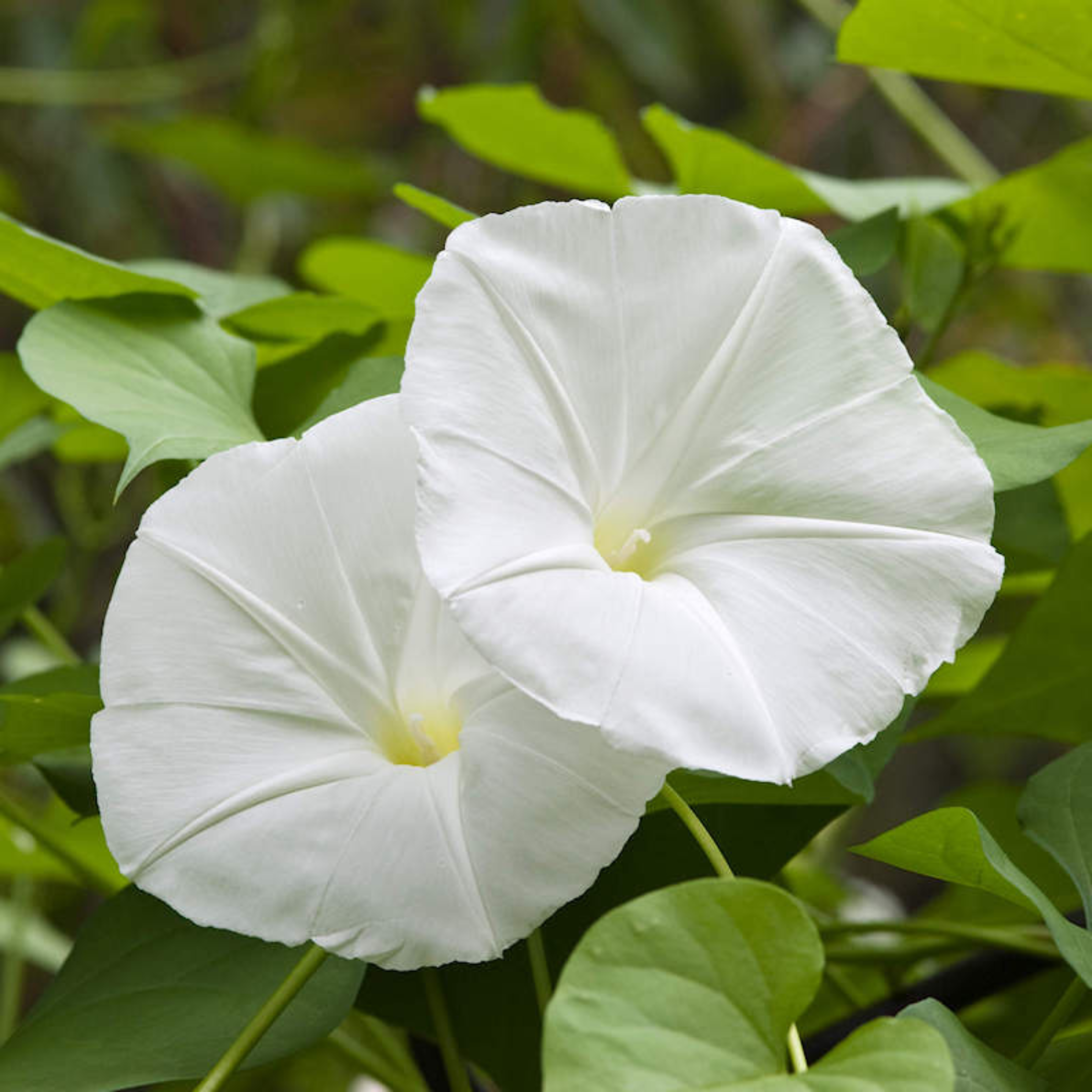 MR Morning Glory White (Ipomoea) All Time Flowering Live Plant - view 2