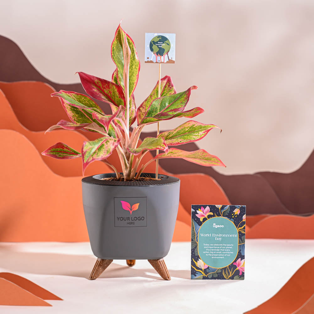Ugaoo Aglaonema Red Plant For Environment Day Gifting - view 43