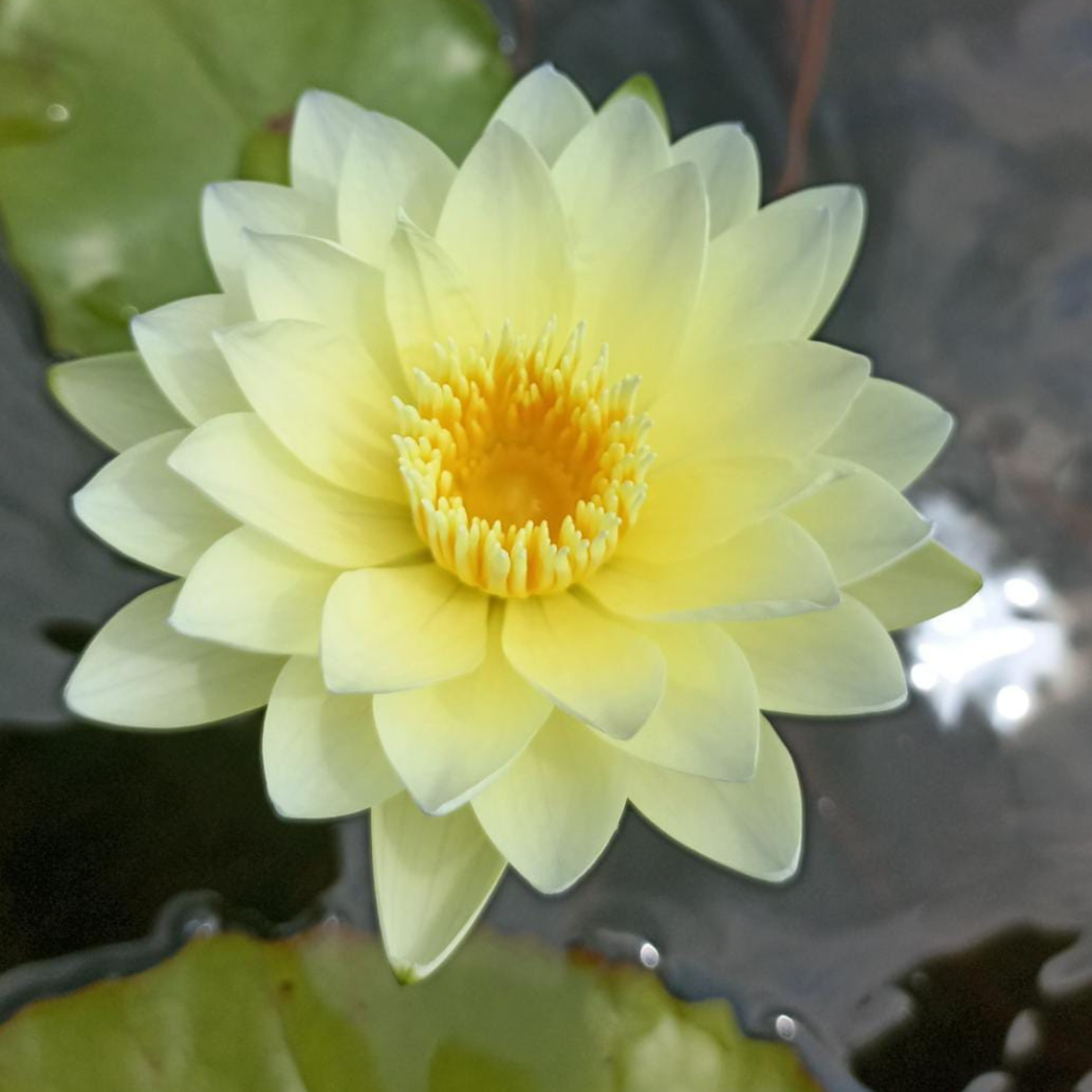 DZ Nymphaea Poonsub - view 2
