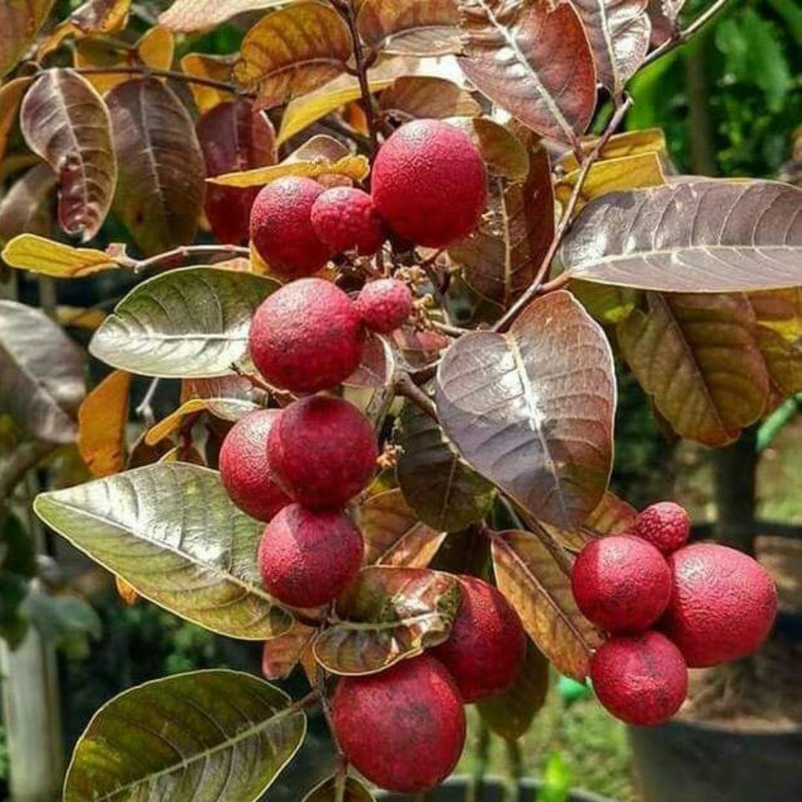 VL Ruby Longan (Dimocarpus longan) Fruit Live Plant