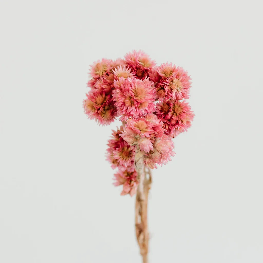 FiftyFlowers Pink Dried Andean Asters - view 2