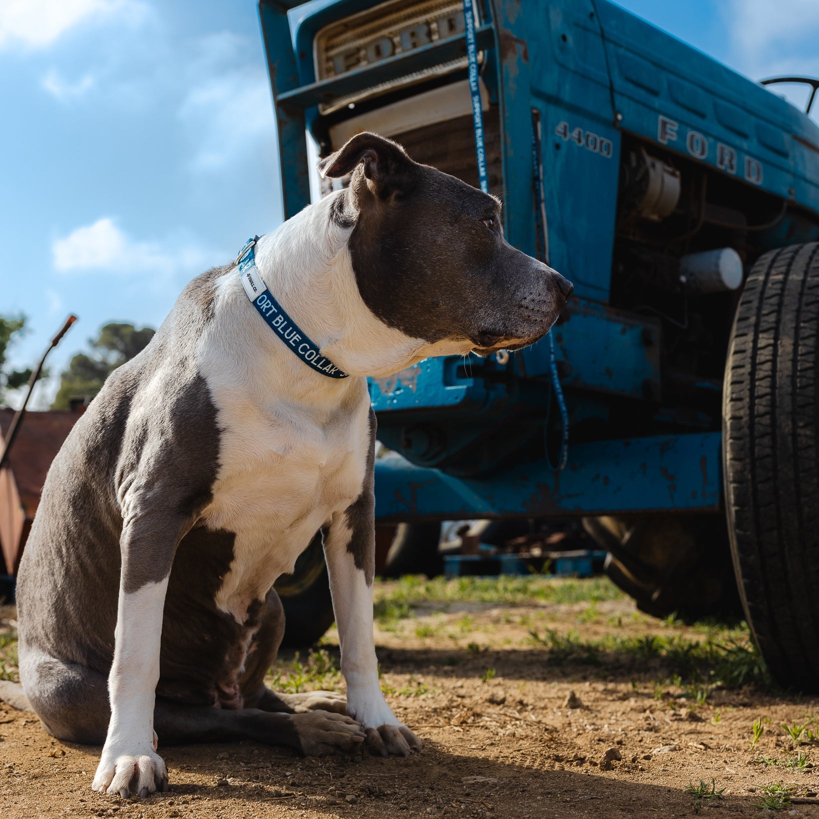 Radial SBC Heavy Duty Dog Collar – Blue - view 9