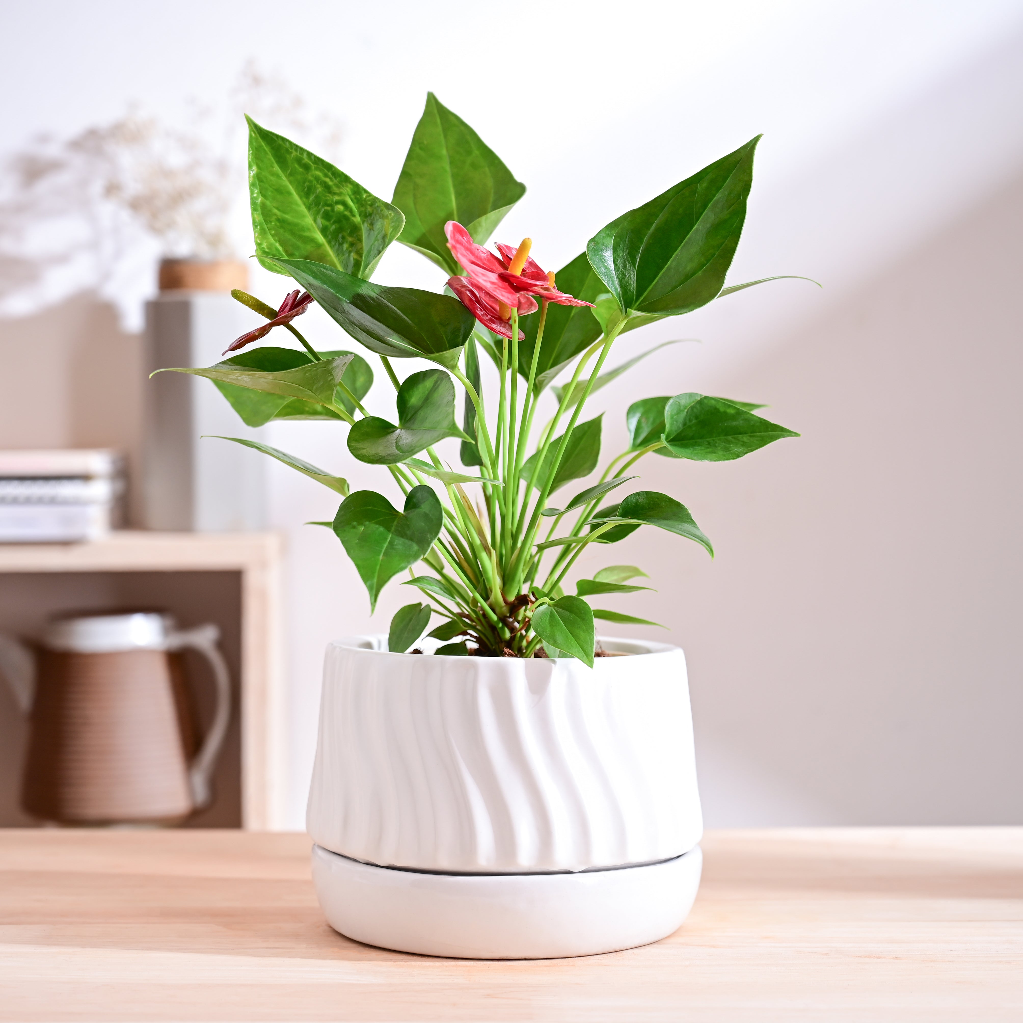 Ugaoo Fallen Angel Ceramic Planter - view 41