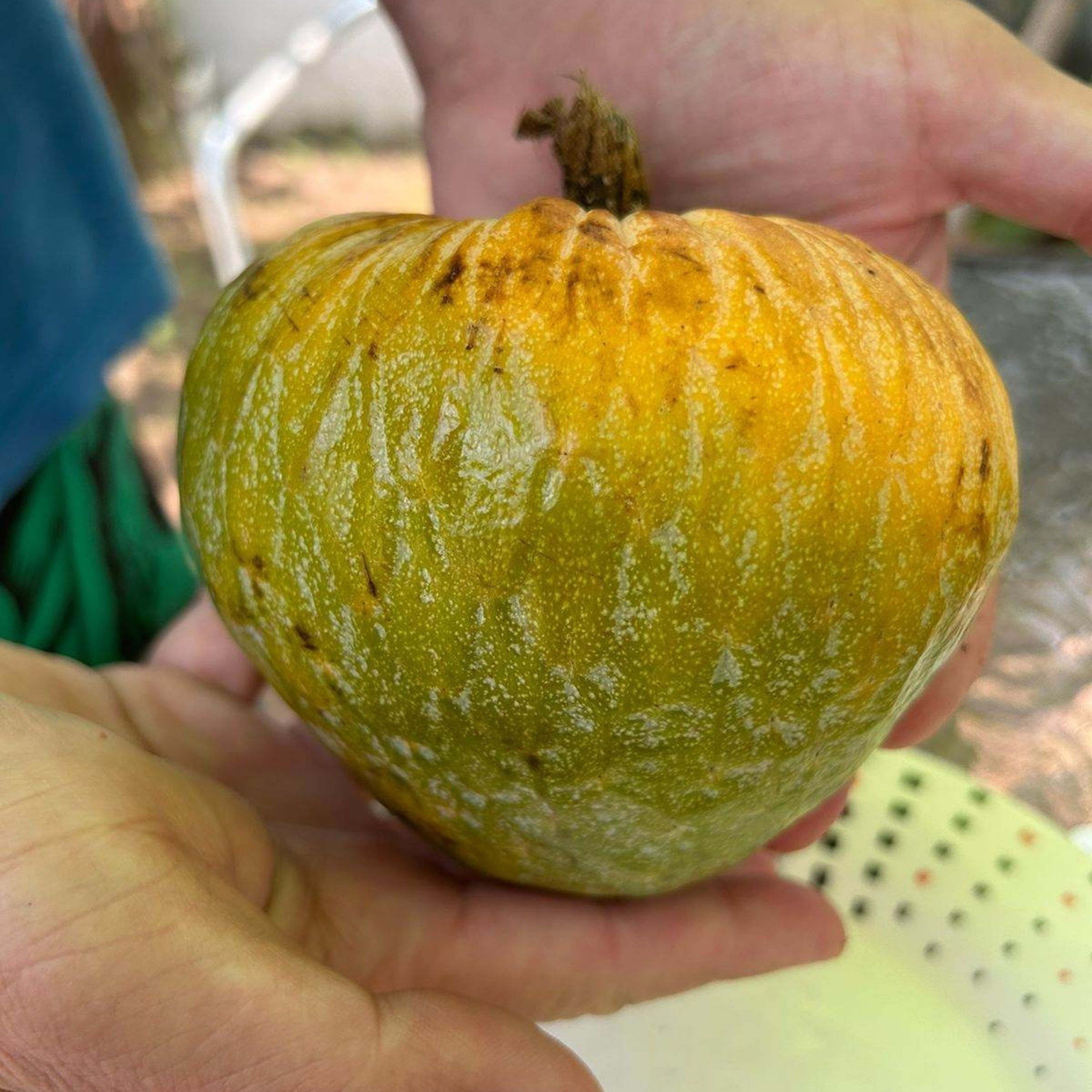 VL Phinta (Annona reticulata) Fruit Live Plant