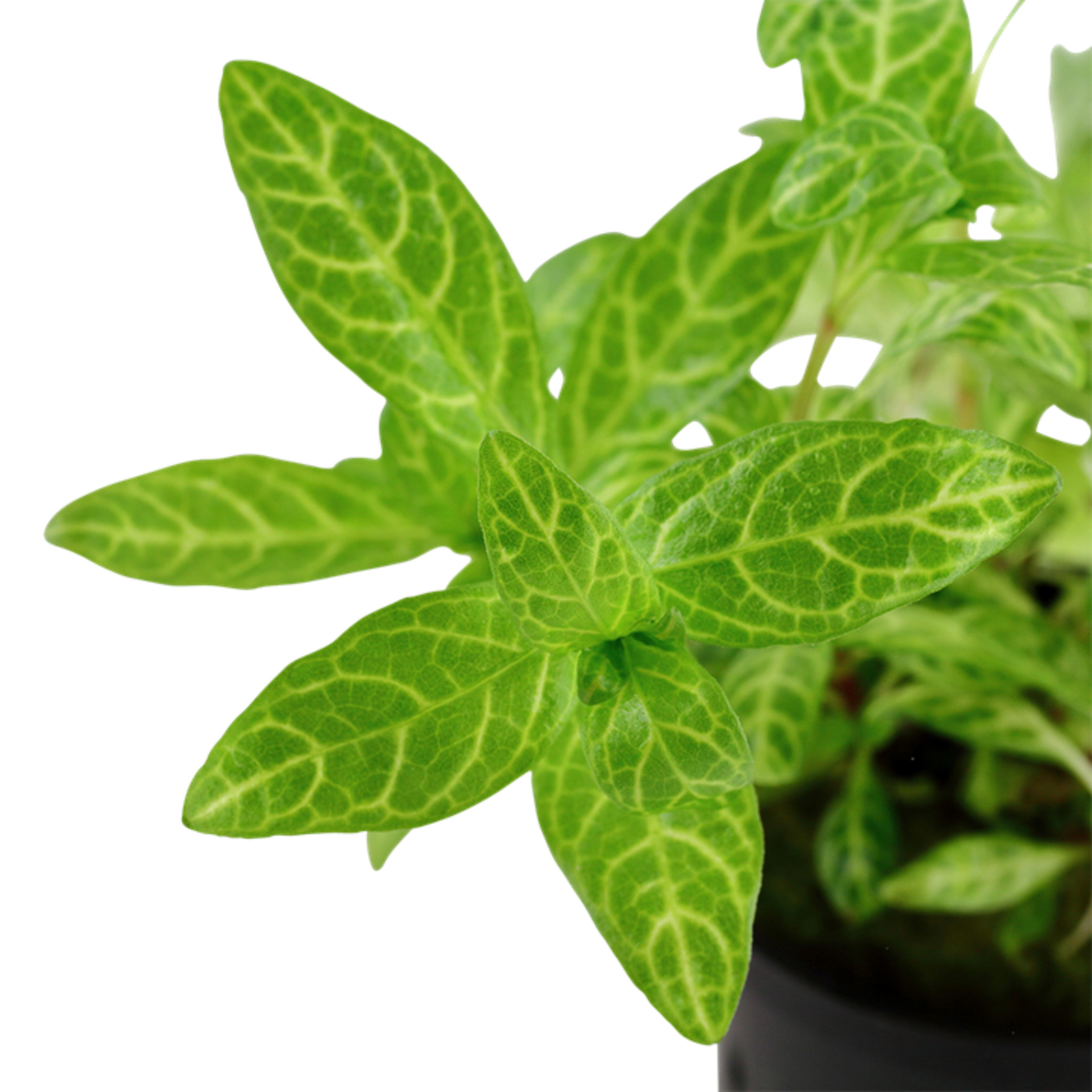 MRWP Hygrophila Polysperma Rosanervig Aquarium Live Plant - view 3