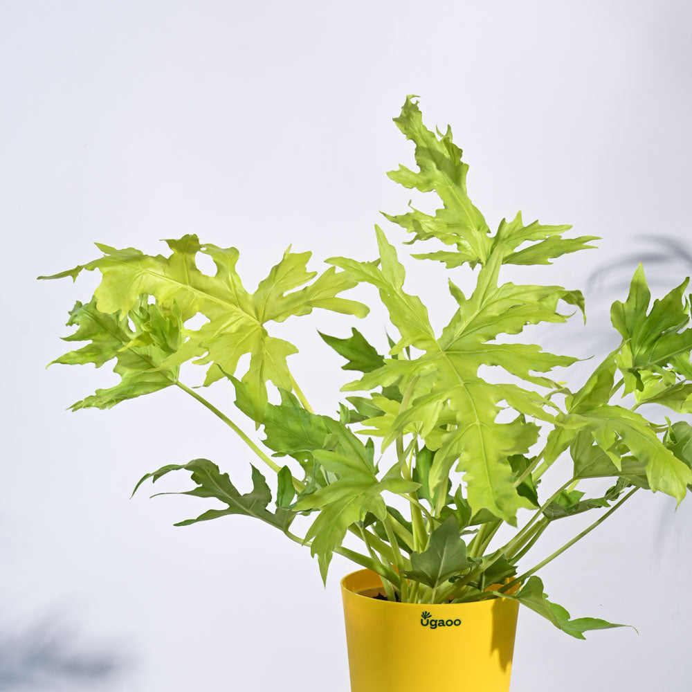 Ugaoo Philodendron Selloum Golden Plant - view 41