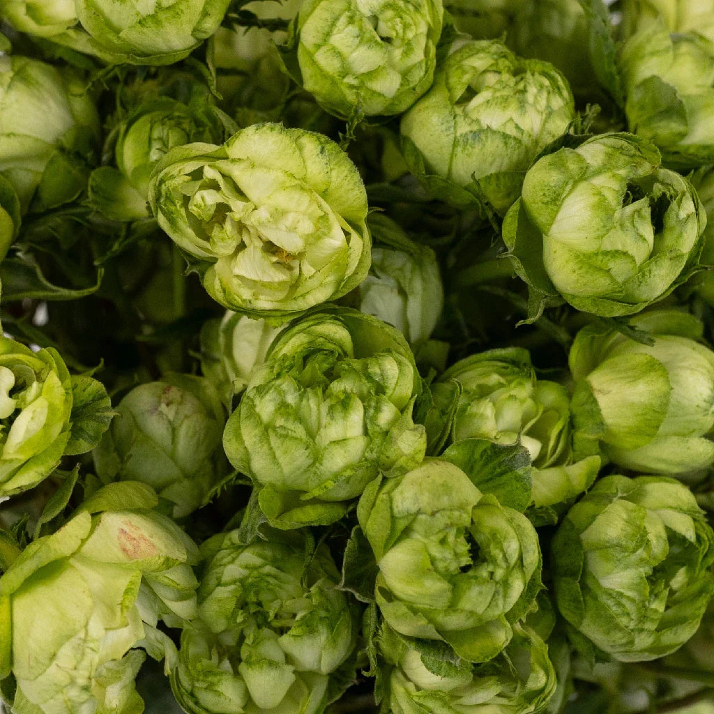 FiftyFlowers Green Princess Midori Spray Garden Roses